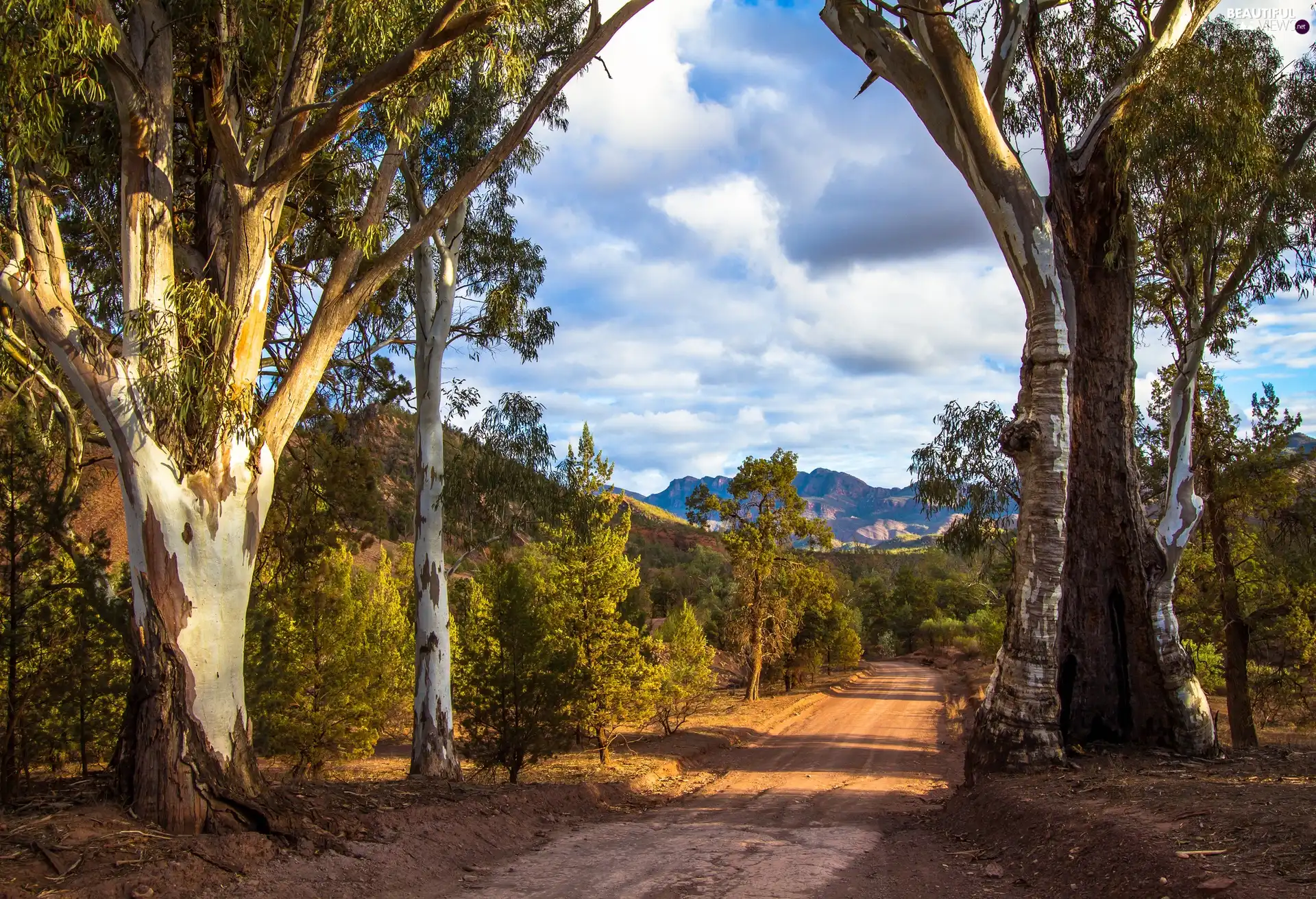 Mountains, viewes, Way, trees