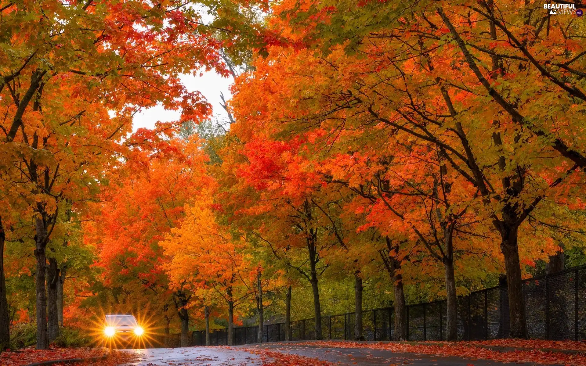 Way, autumn, trees, viewes, Automobile, fence, Orange, Leaf, Red