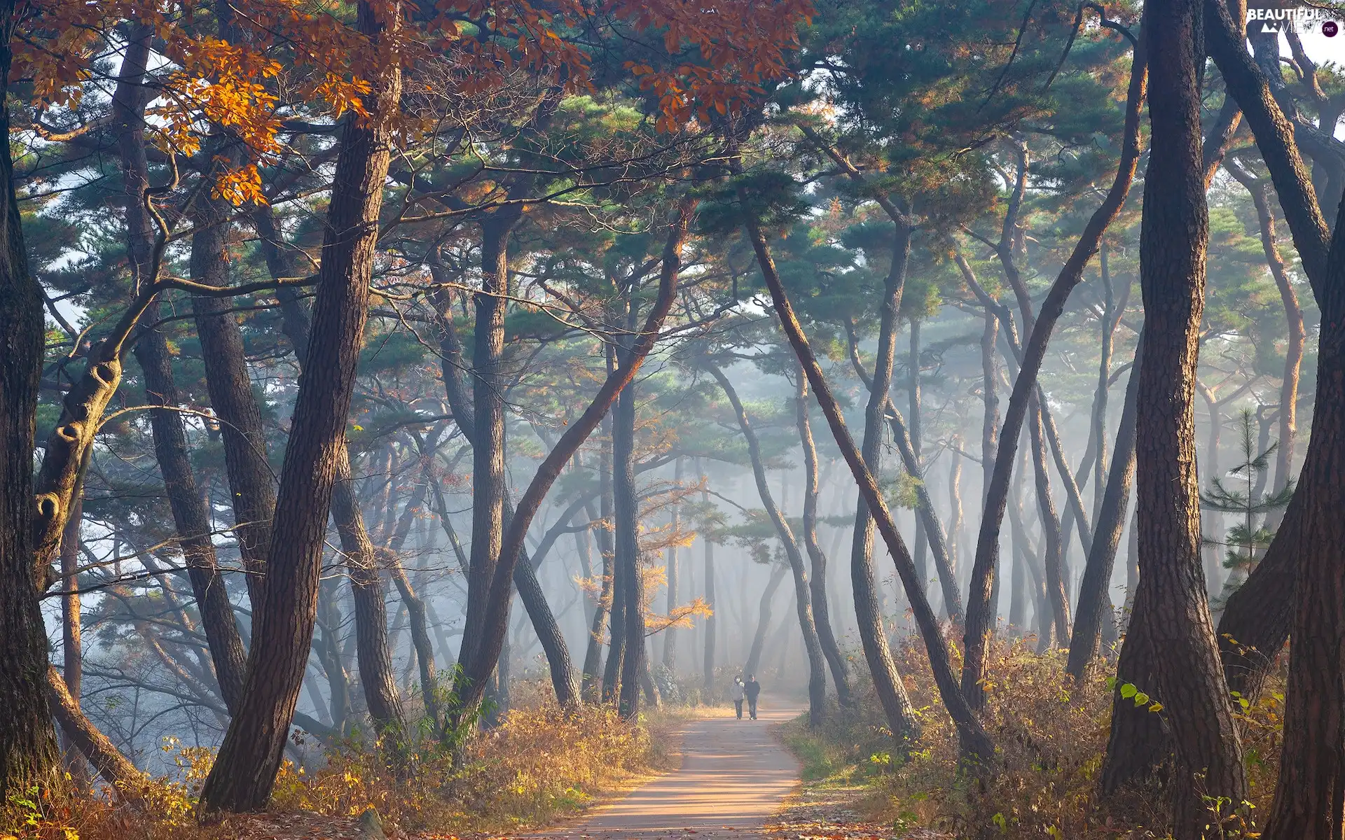 viewes, pine, People, autumn, Fog, trees, forest, Way