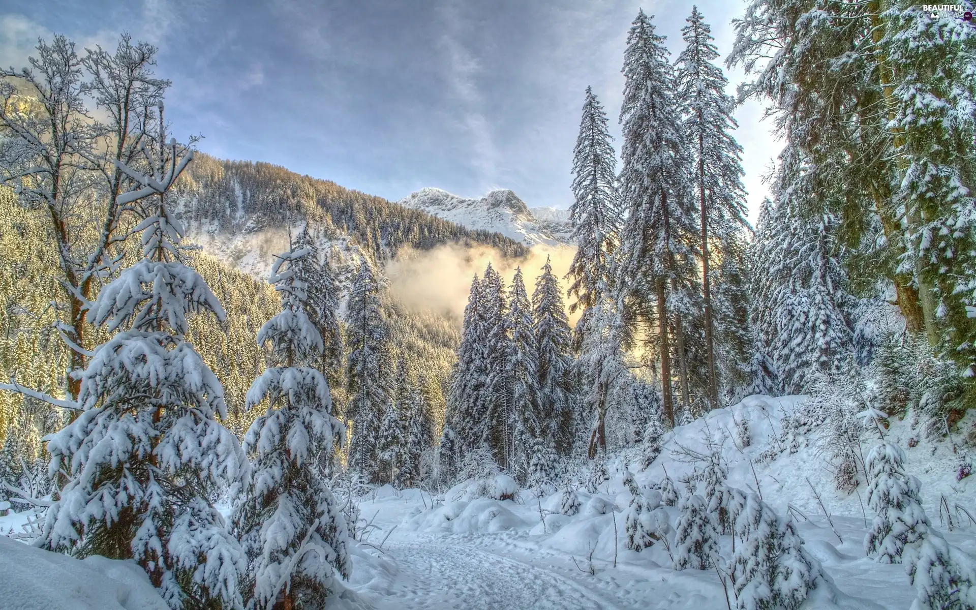 Way, snow, trees, viewes, Mountains