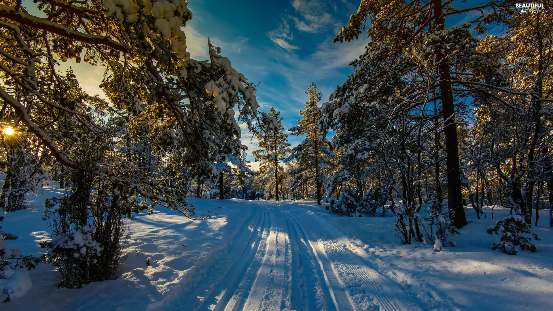 trees, viewes, rays of the Sun, Way, snow, forest, winter, traces