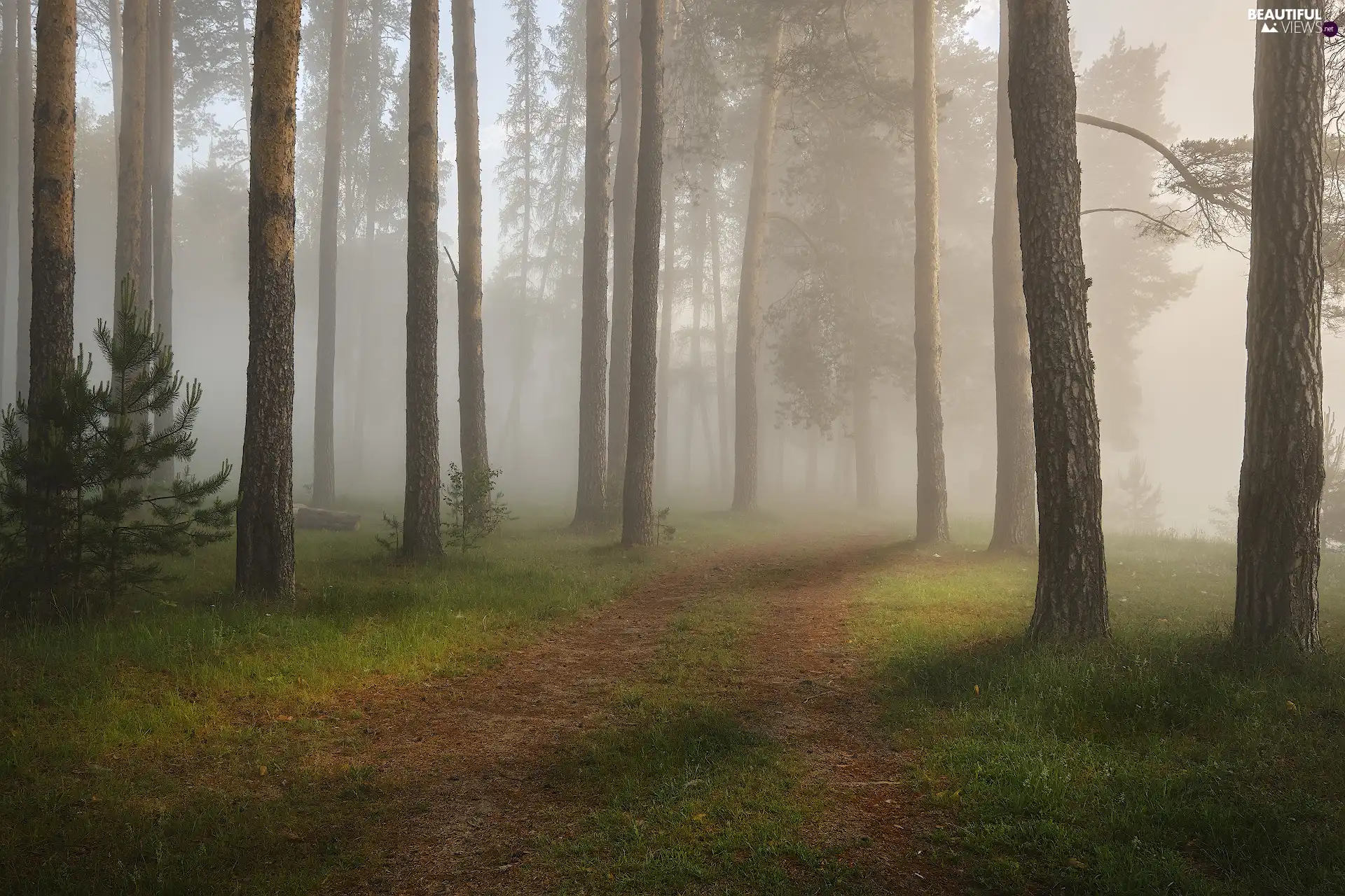 trees, forest, Fog, Way, viewes, Stems