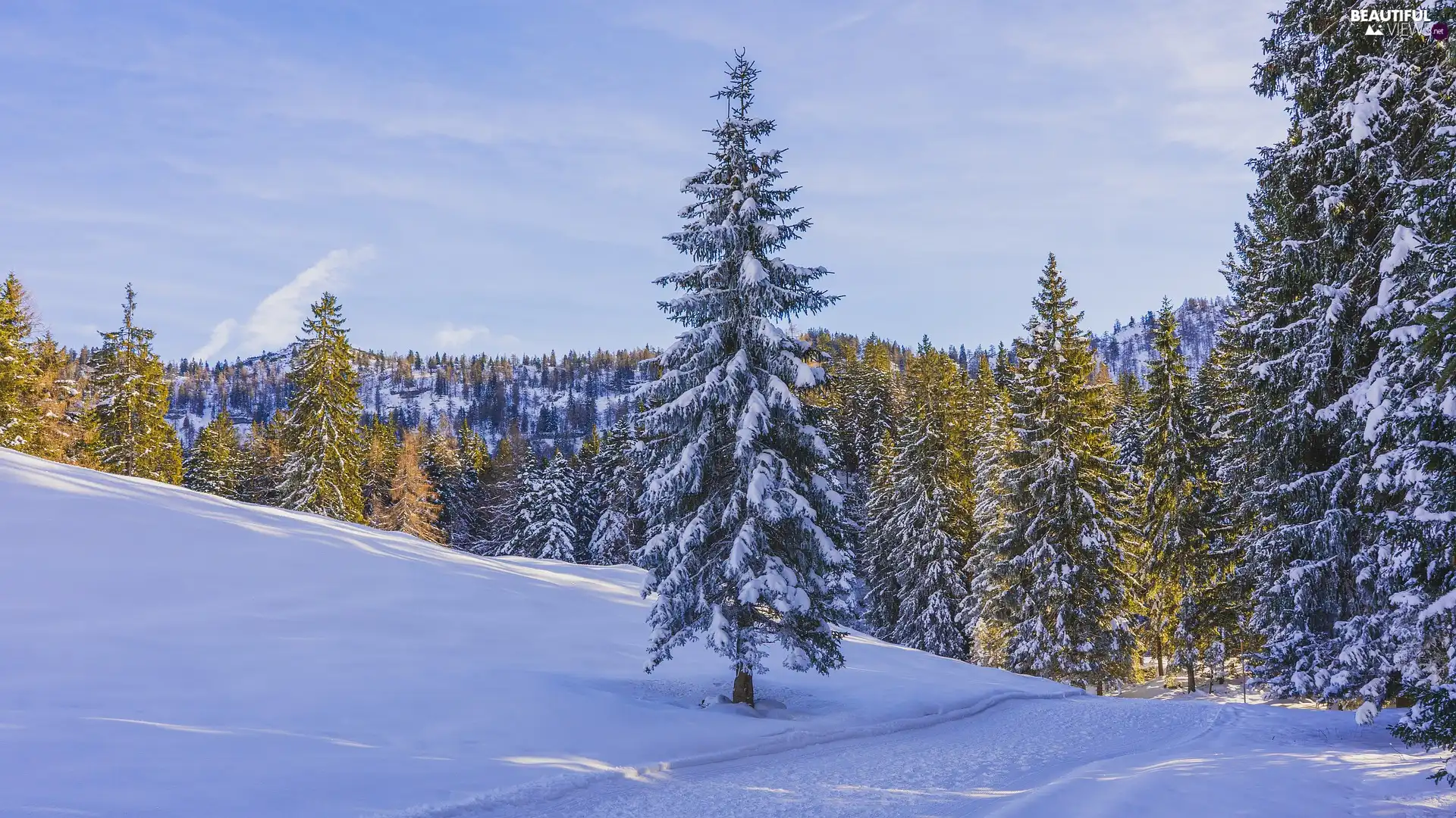 trees, forest, sunny, Way, winter, viewes, day