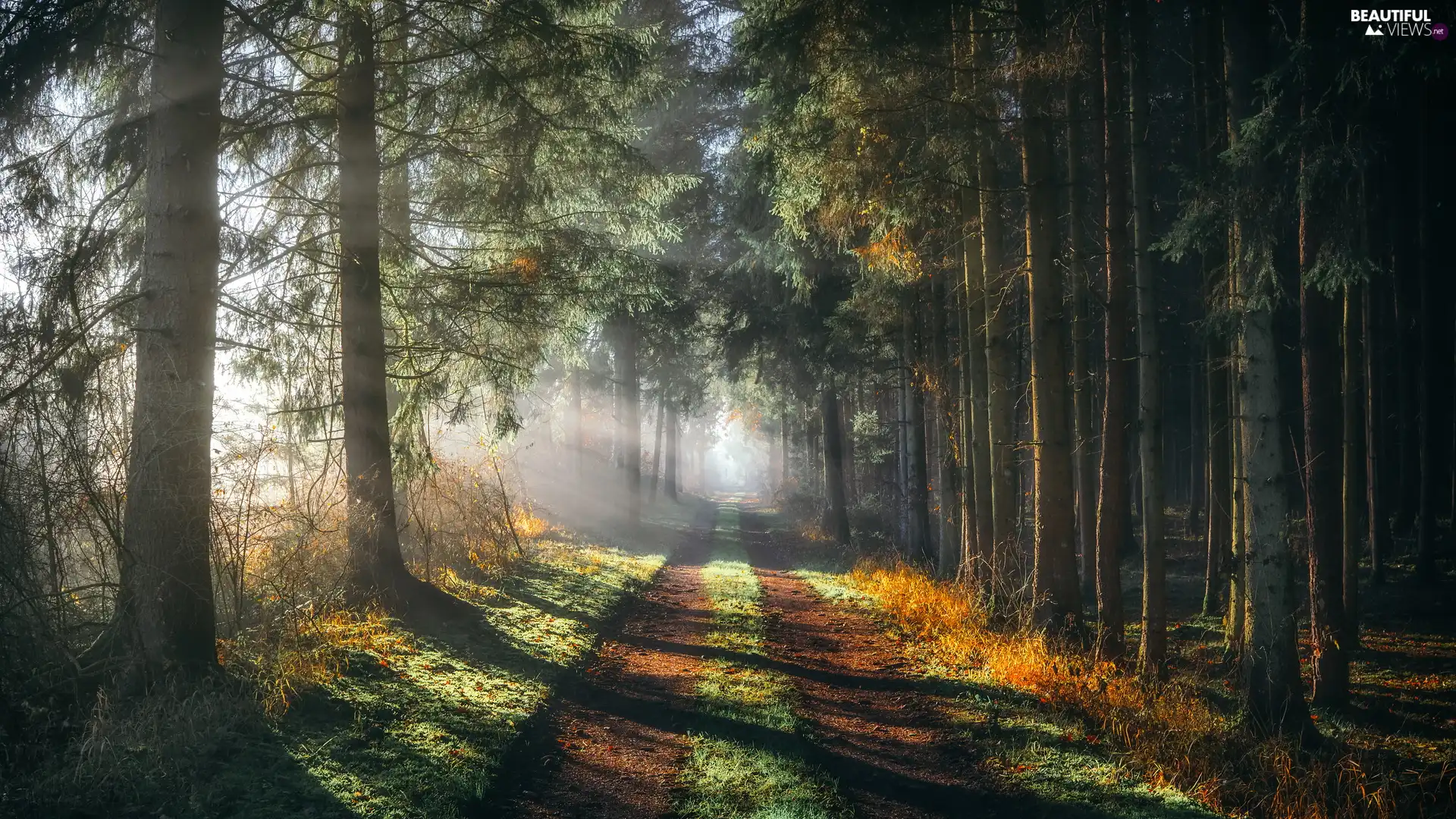 Way, trees, day, viewes, forest, sunny, light breaking through sky