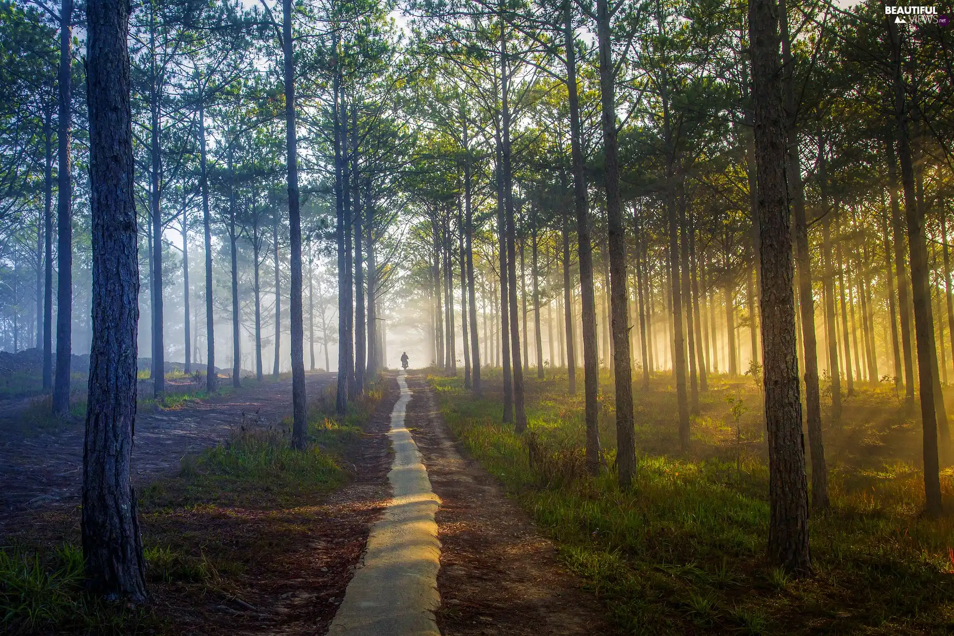 sunny, viewes, sun, Way, flash, trees, ligh, light breaking through sky, forest, luminosity