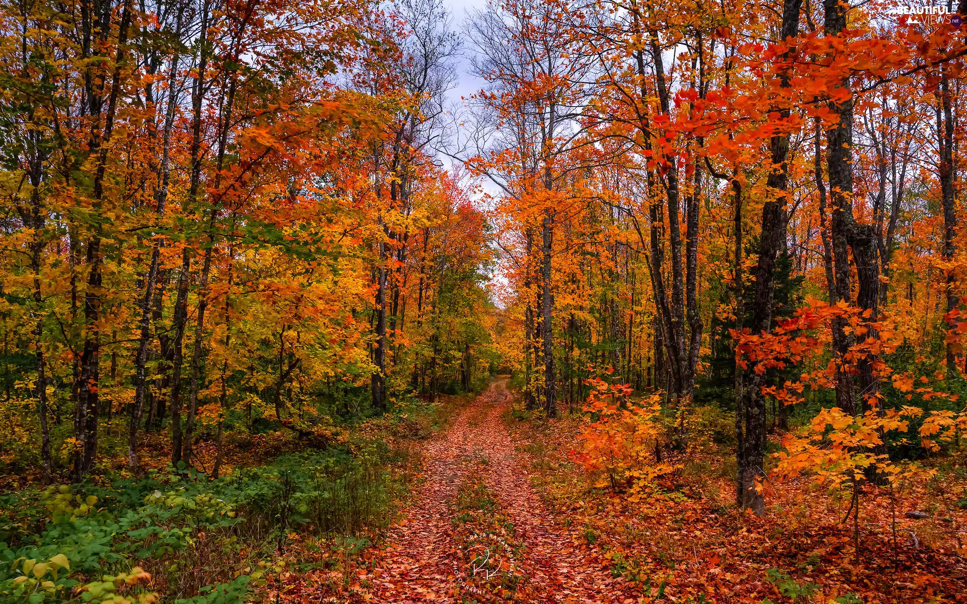 color, Way, trees, viewes, autumn