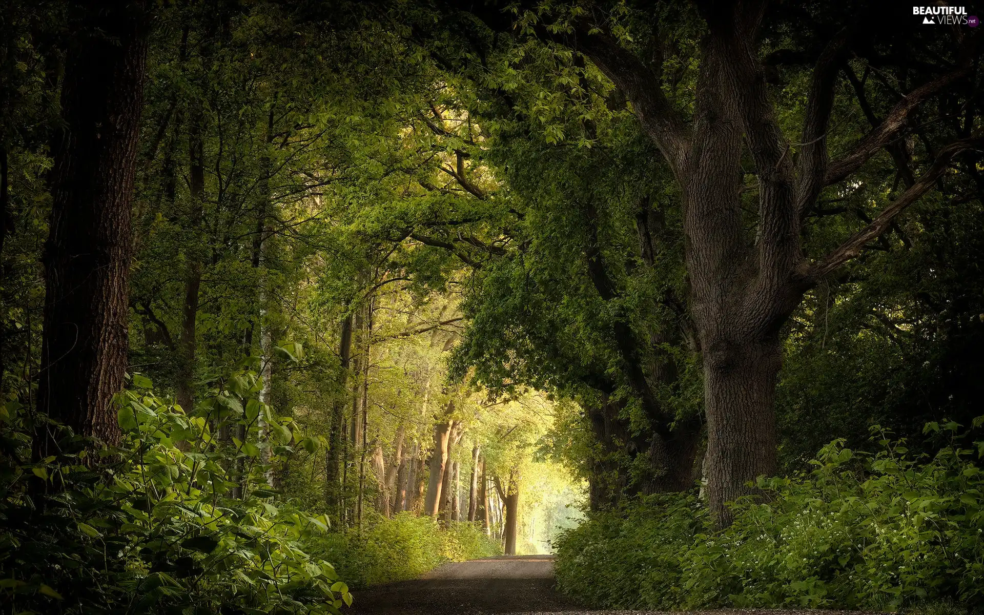 viewes, forest, illuminated, Way, Bush, trees