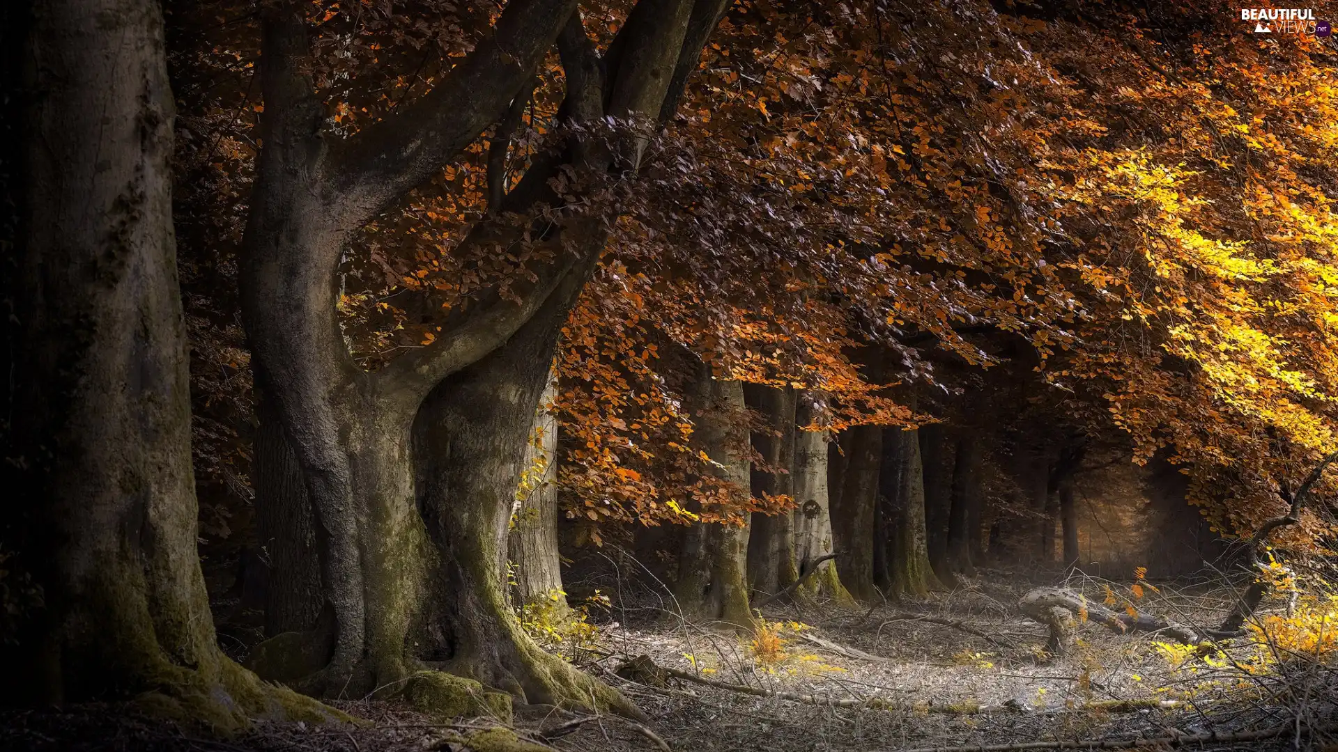 viewes, autumn, Leaf, Way, Yellowed, trees