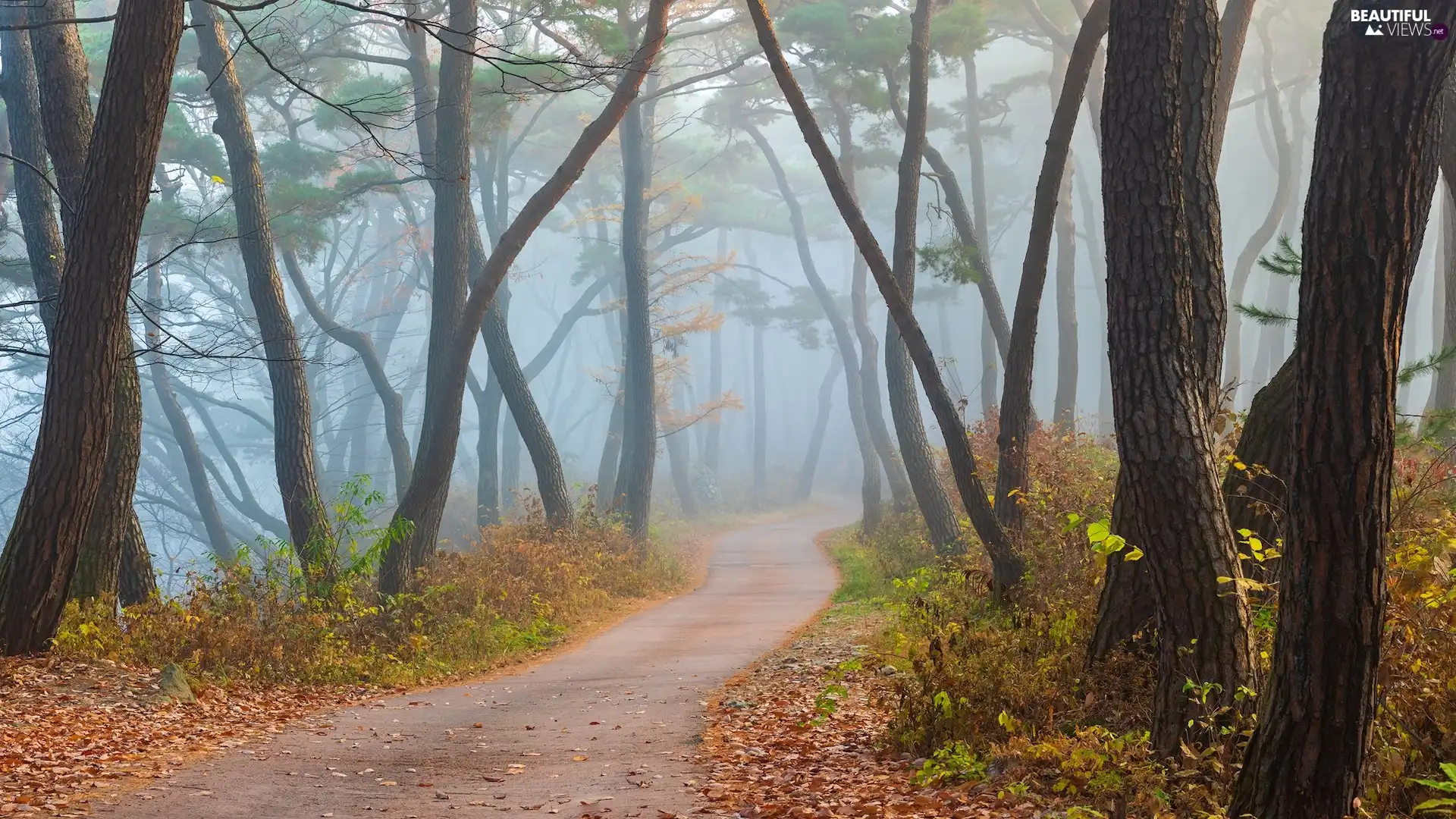 Fog, Way, viewes, forest, trees