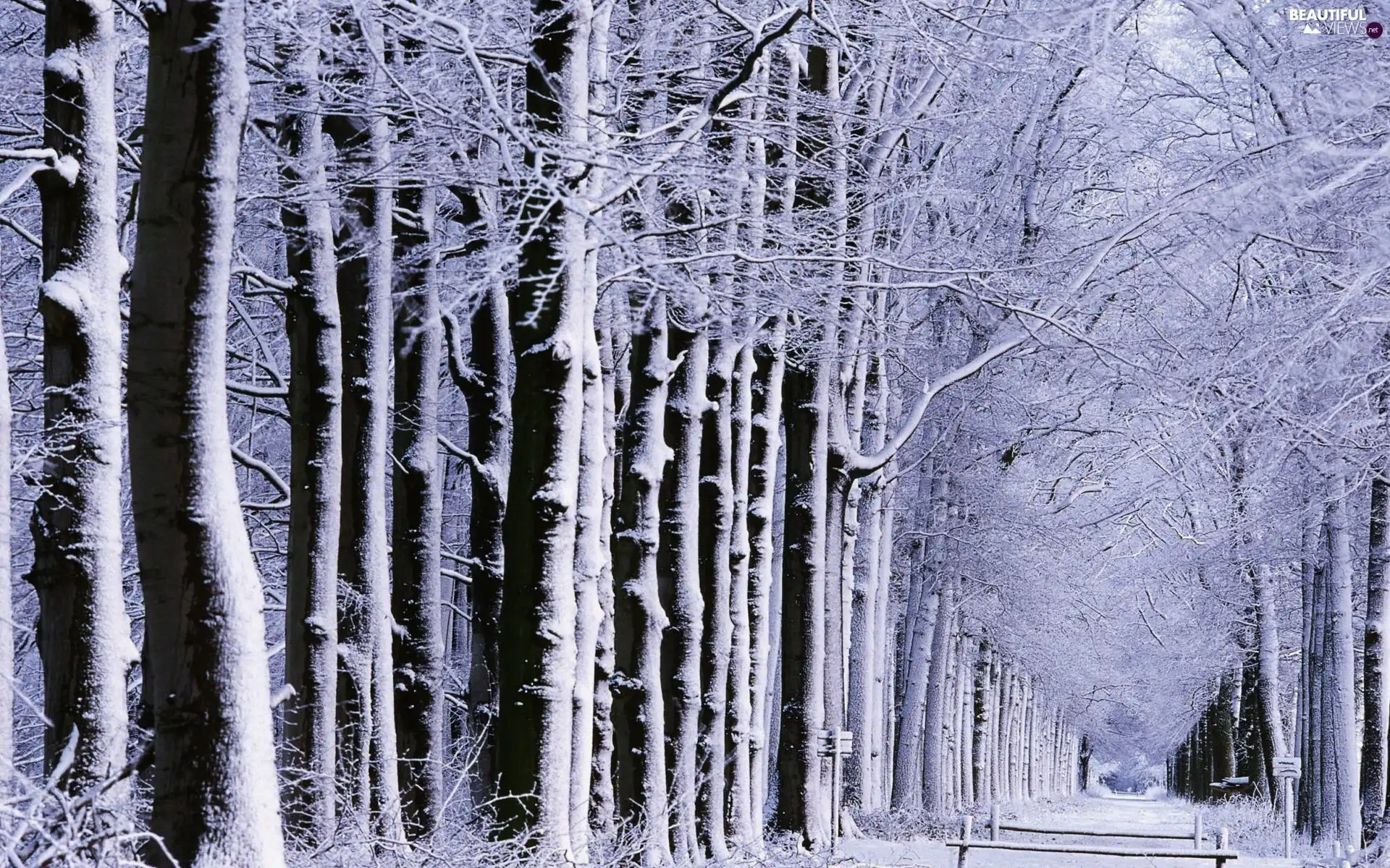 Way, winter, trees, viewes, forest