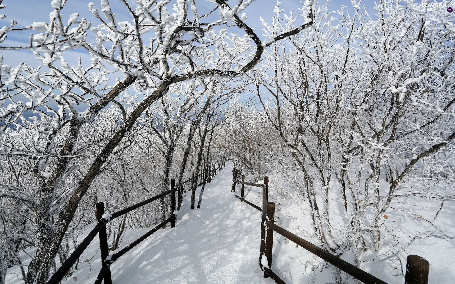 Way, winter, trees, viewes, Garden