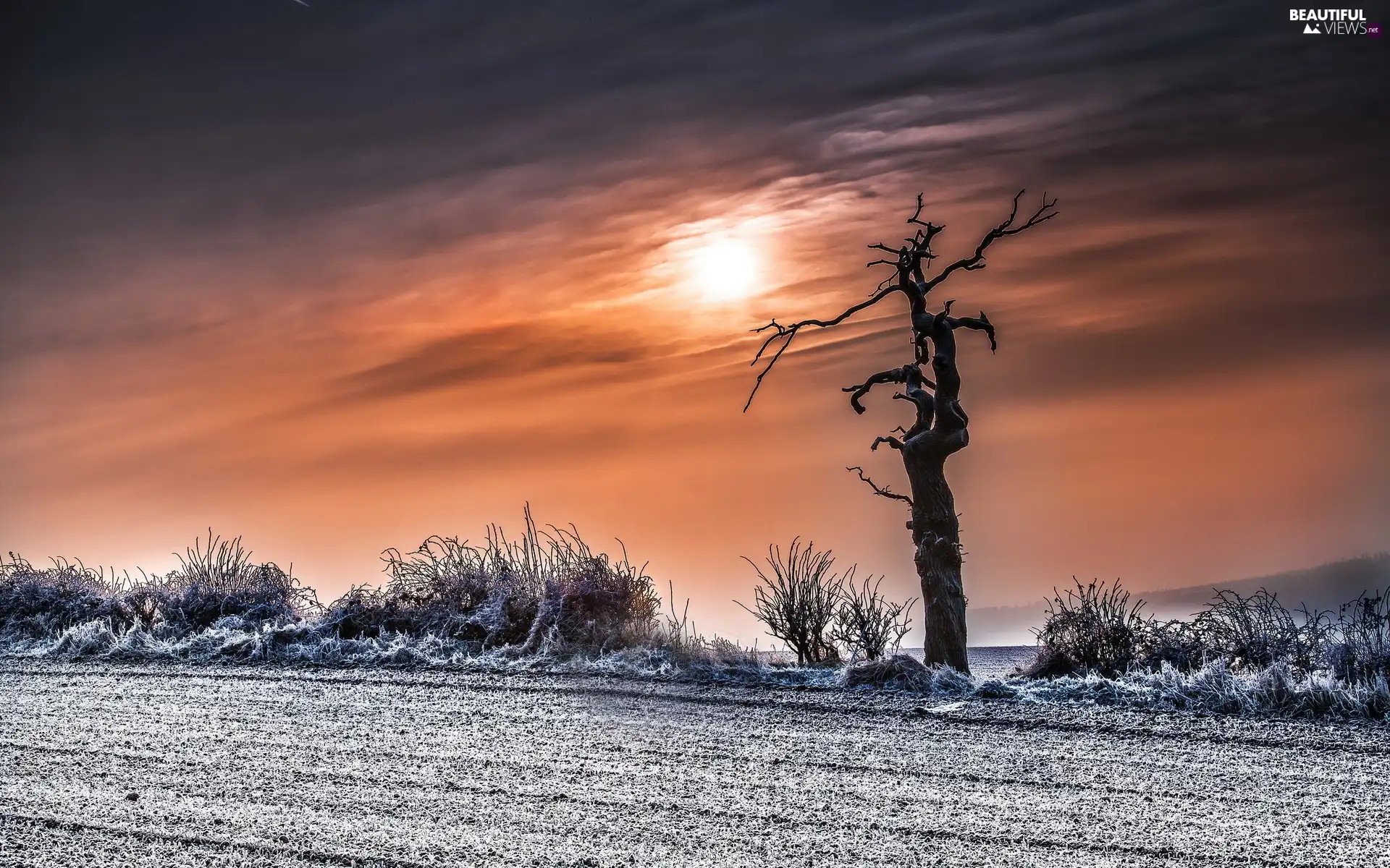 Way, winter, sun, trees, west