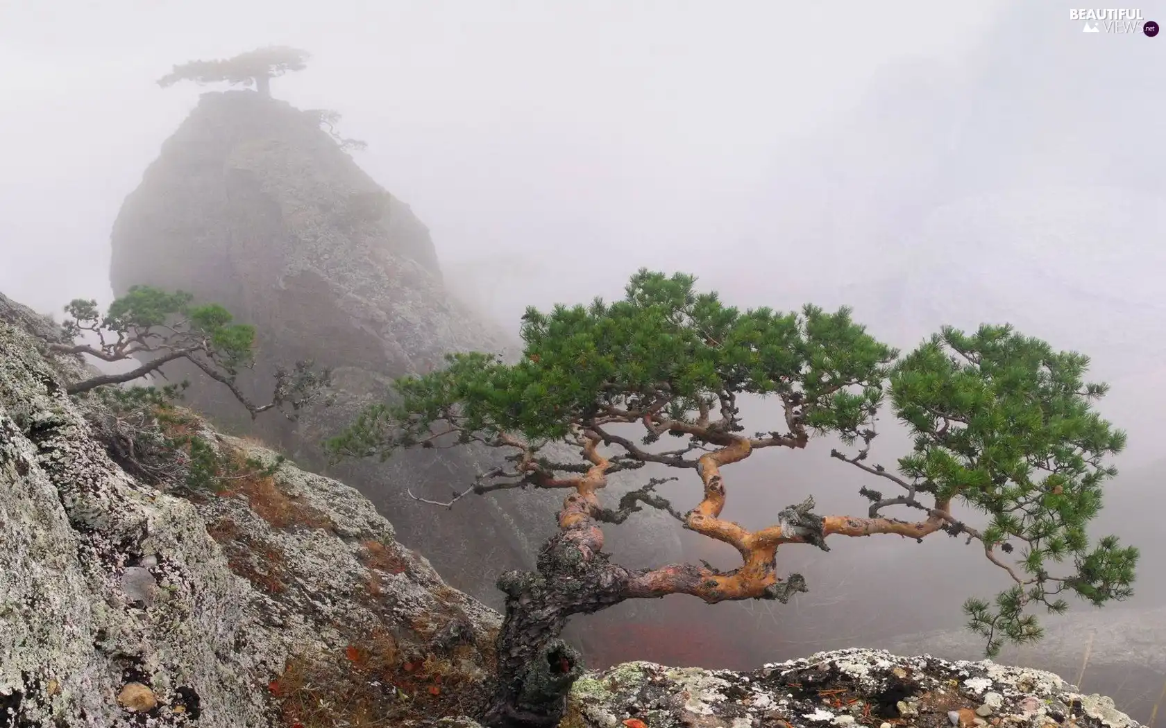 We, mist, trees, viewes, Mountains