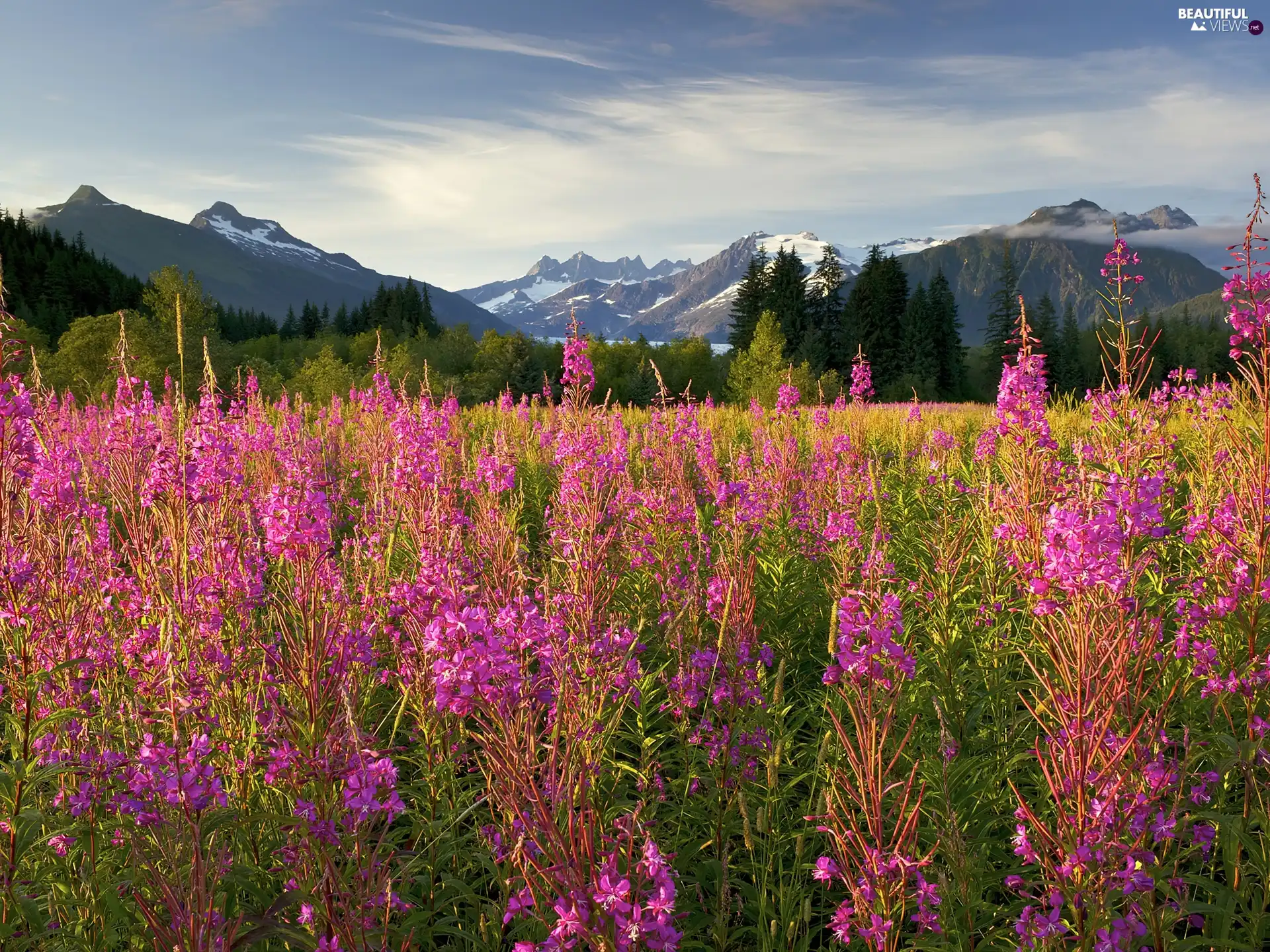 weed, Brotherhood Park, flower, blazing, Fireweed