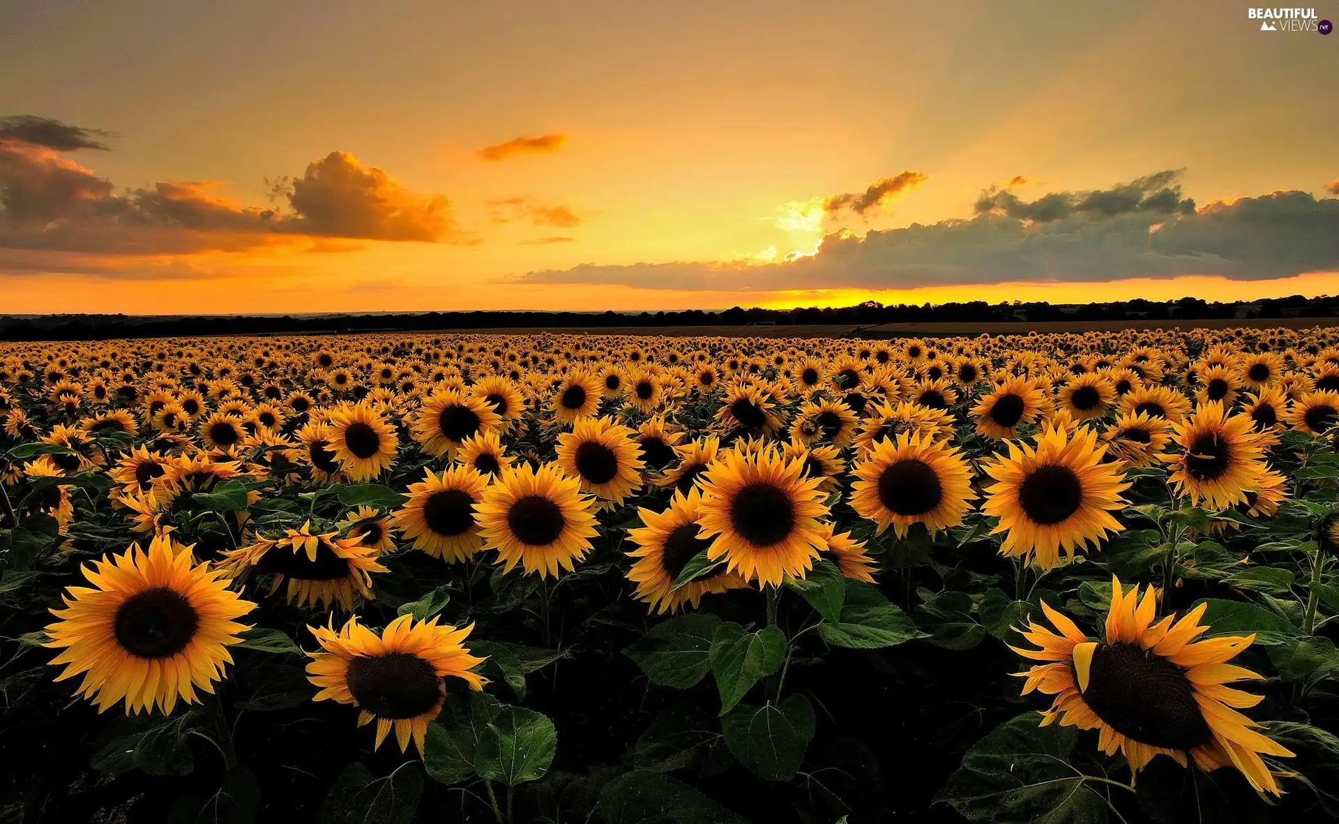 sun, Nice sunflowers, west