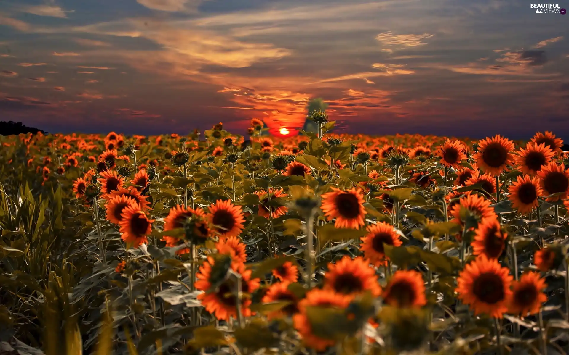 west, sun, sunflowers, clouds, Field