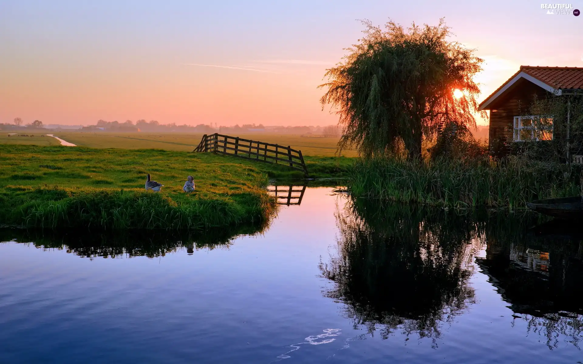 Meadow, Home, west, sun, geese, lake