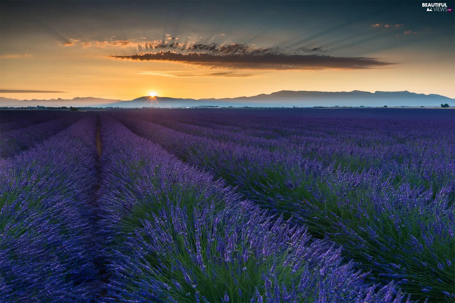 Field, France, west, Sun, lavender, Provence