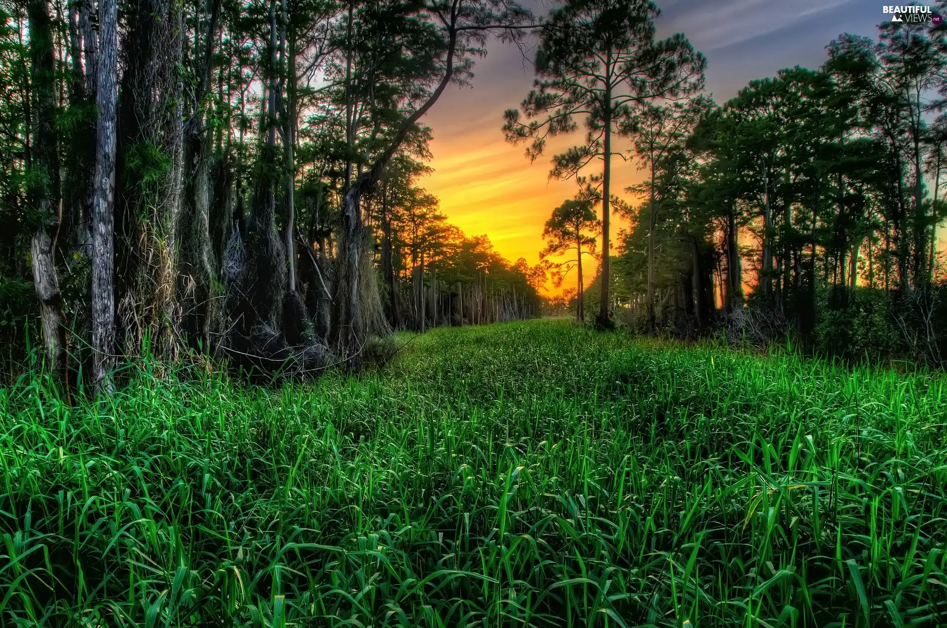 west, sun, forest, grass, Old car