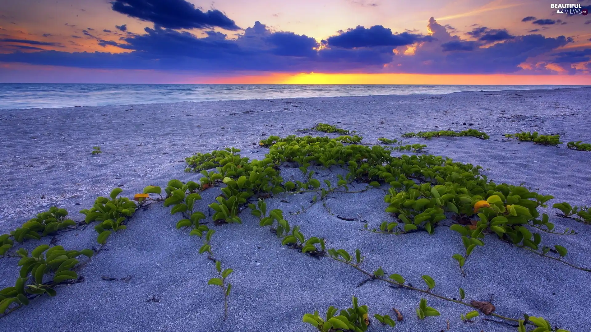 VEGETATION, Beaches, west, sun, sea, Sand