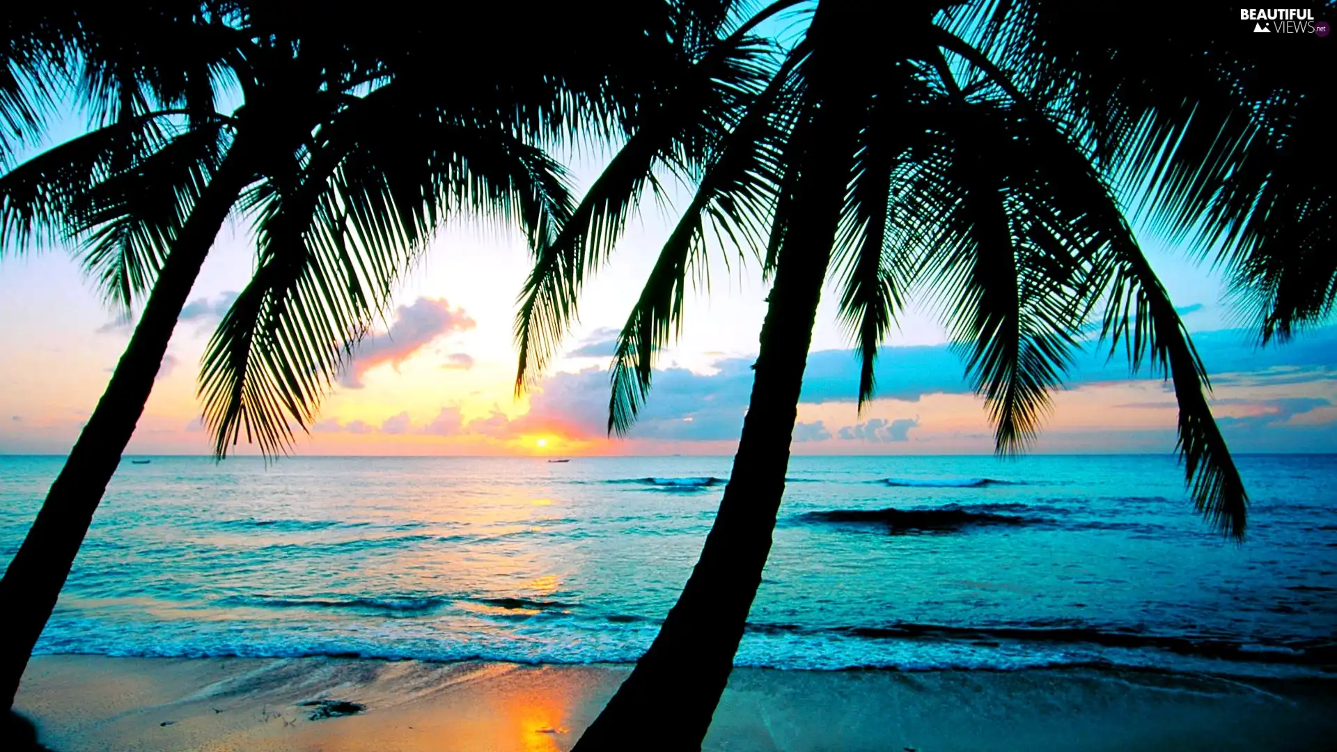 west, sun, Beaches, Palms, sea