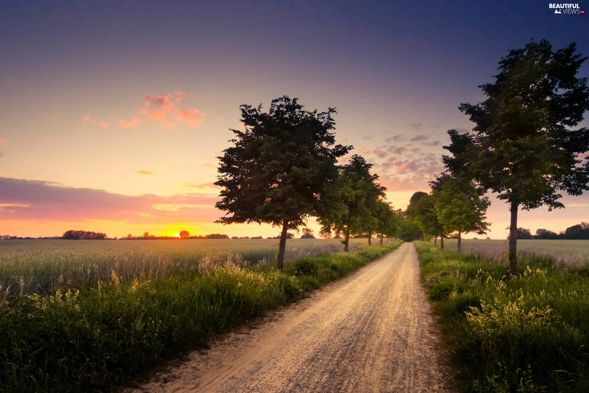 trees, Way, west, sun, viewes, Field