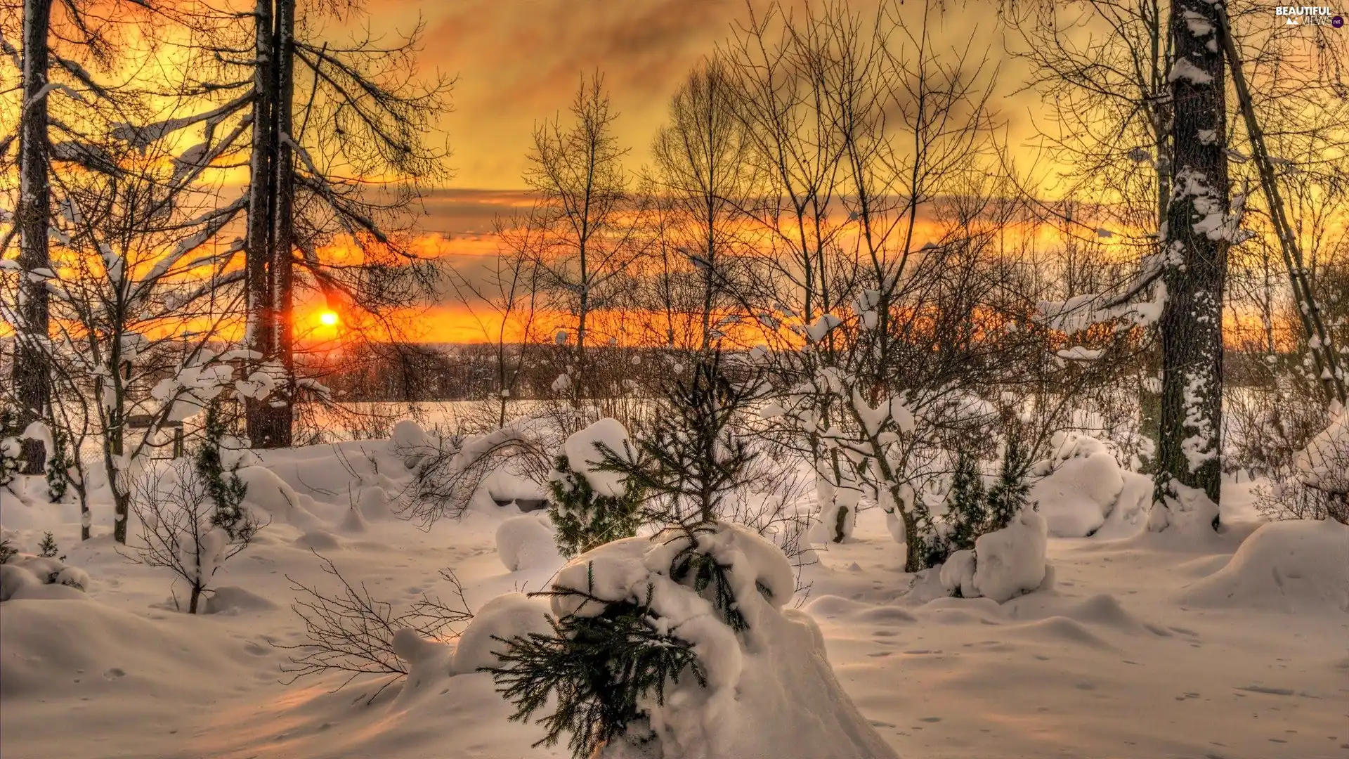 west, sun, trees, viewes, winter