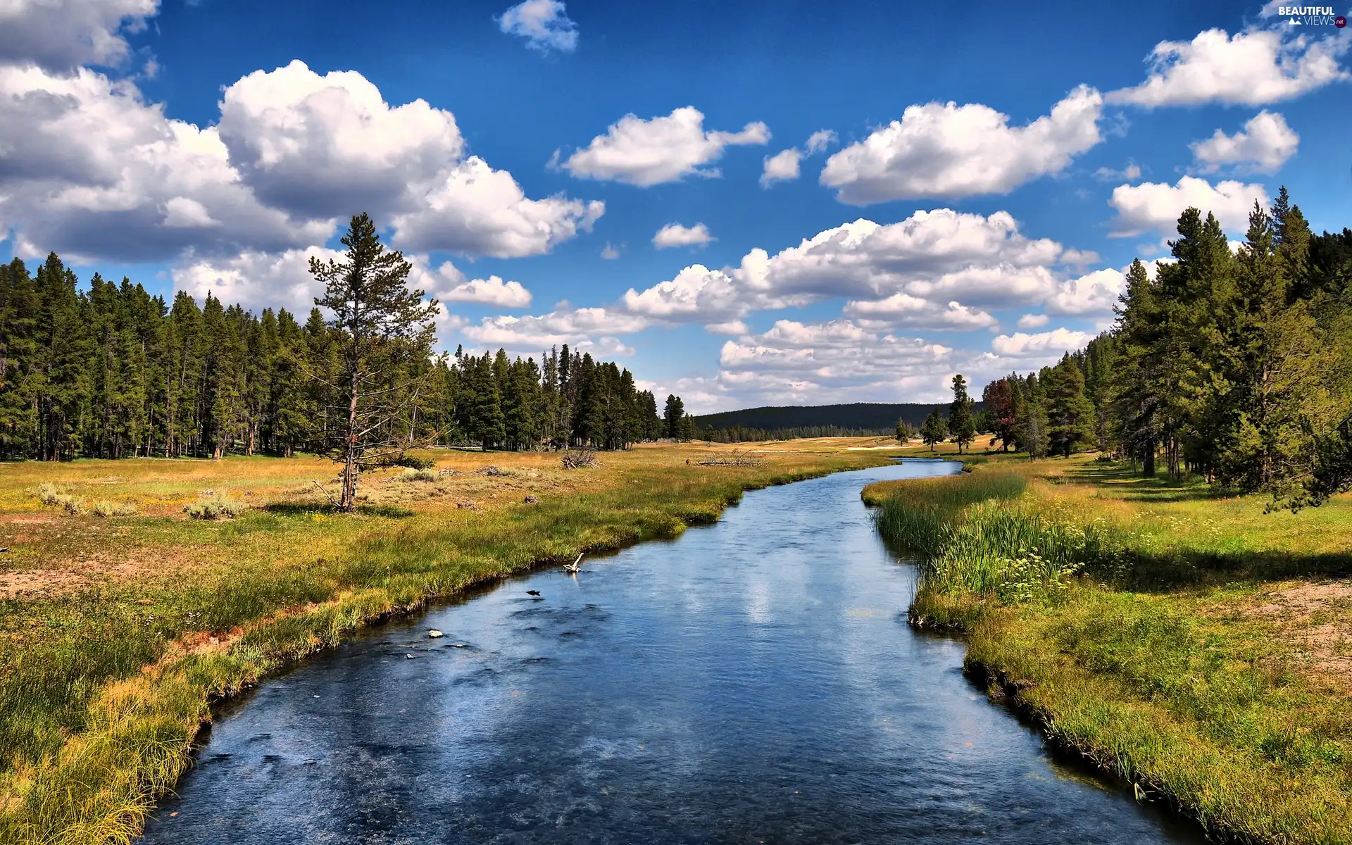 White, clouds, forest, Meadow, River