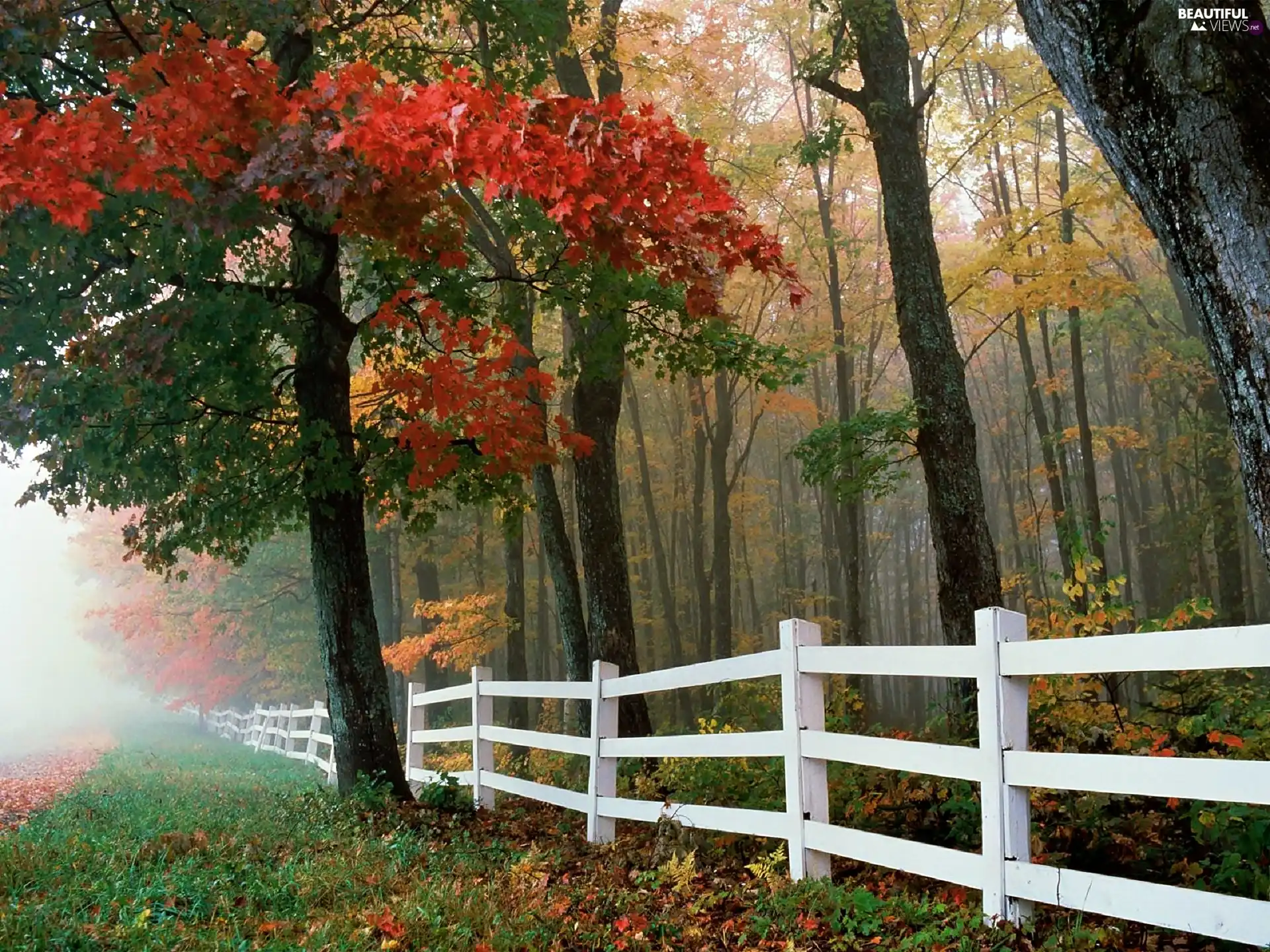 White, Fance, autumn, Fog, forest
