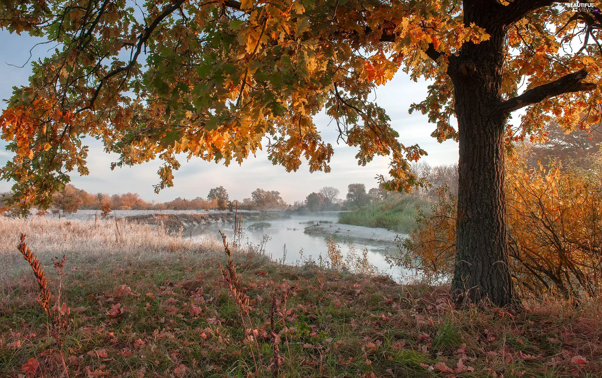 trees, autumn, grass, White frost, oak, River