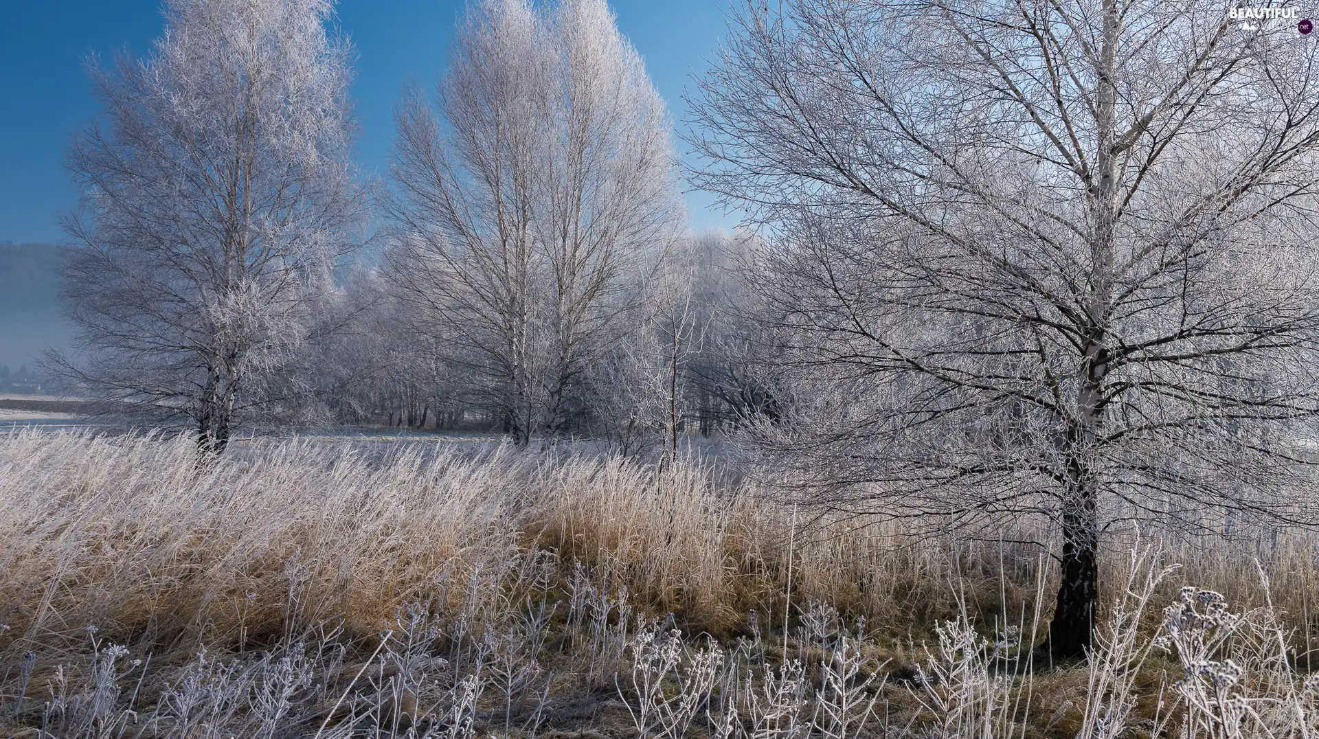 trees, winter, grass, White frost, viewes, frosty