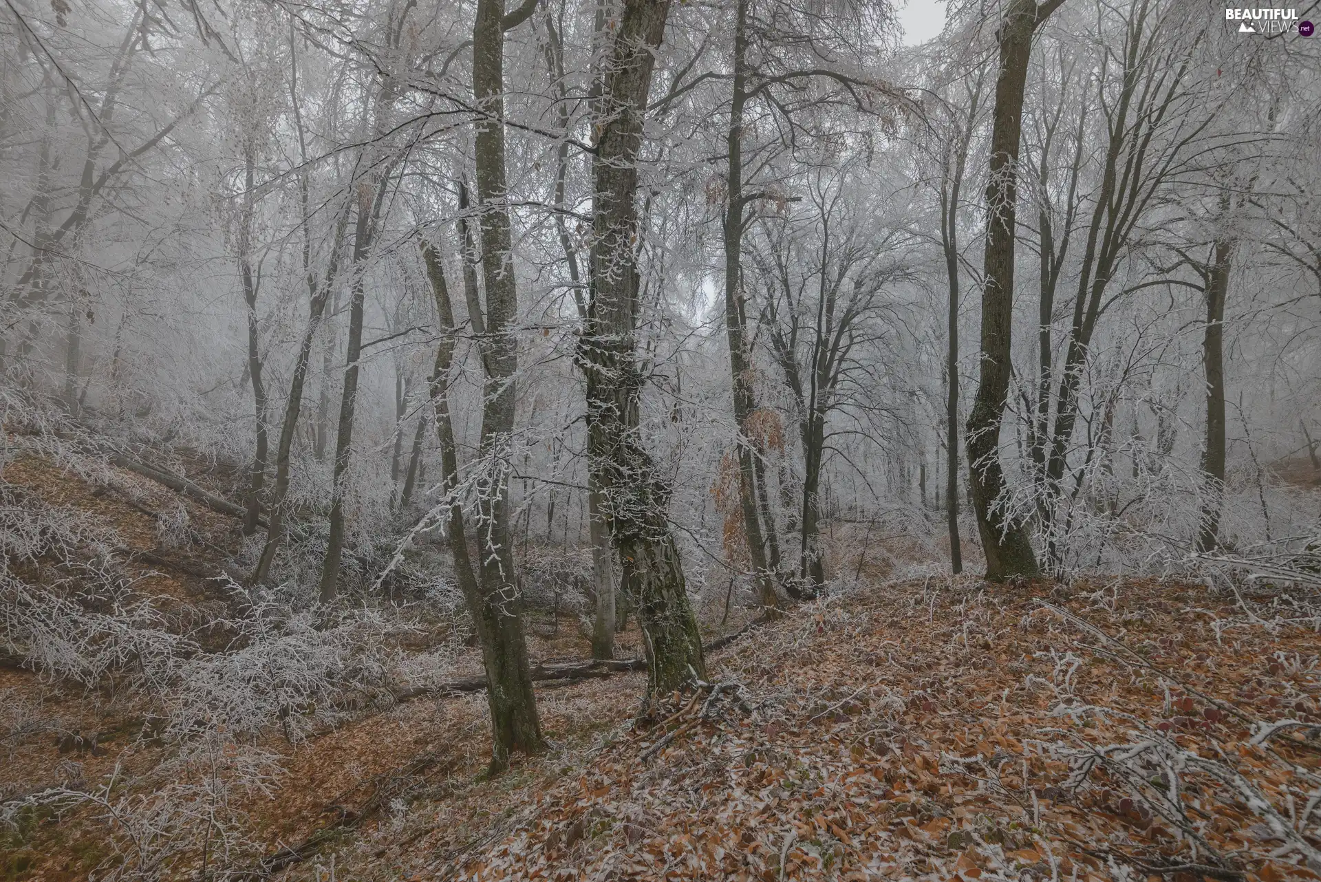 trees, winter, Leaf, White frost, viewes, forest