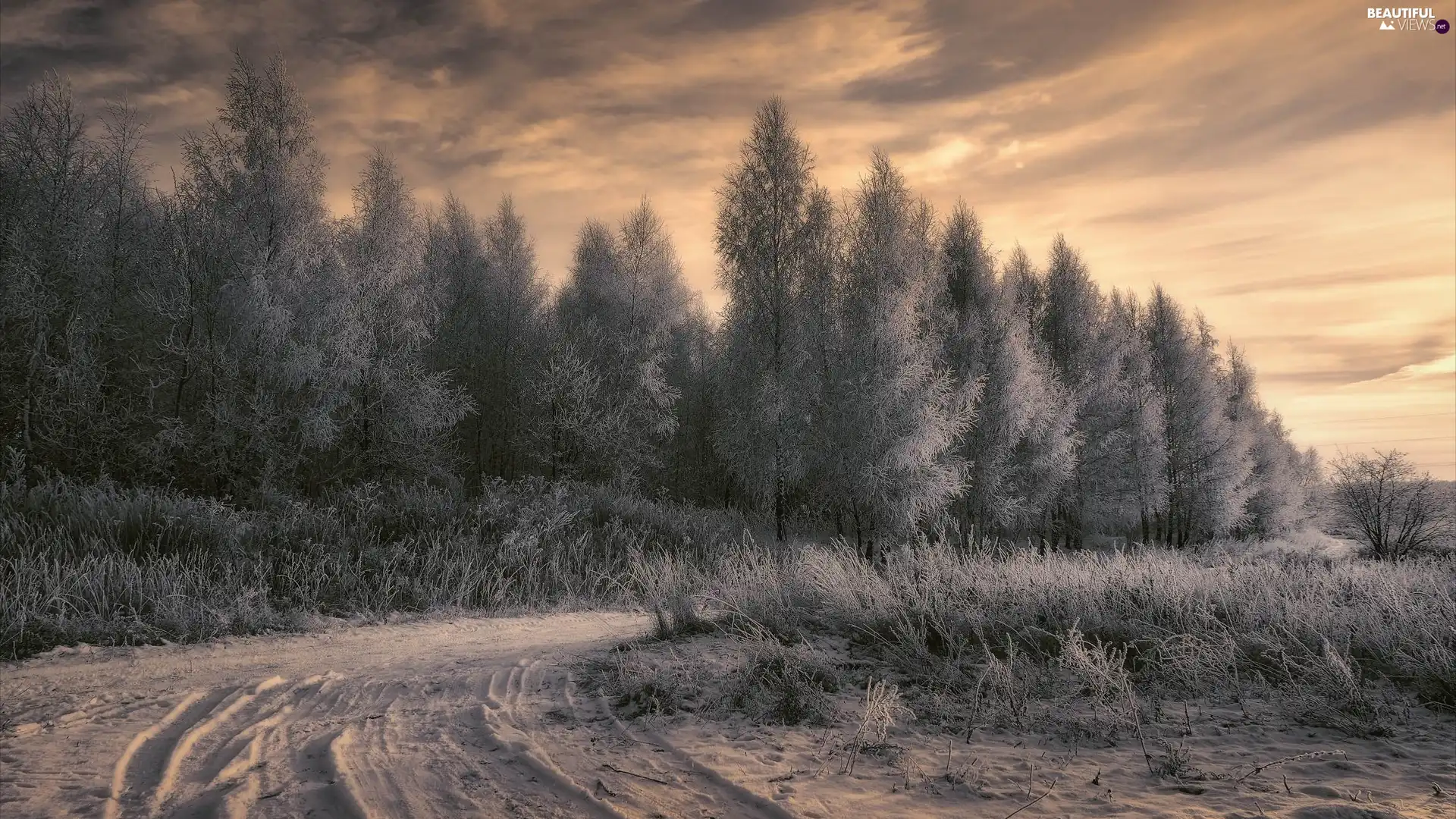 trees, winter, Plants, White frost, viewes, Way