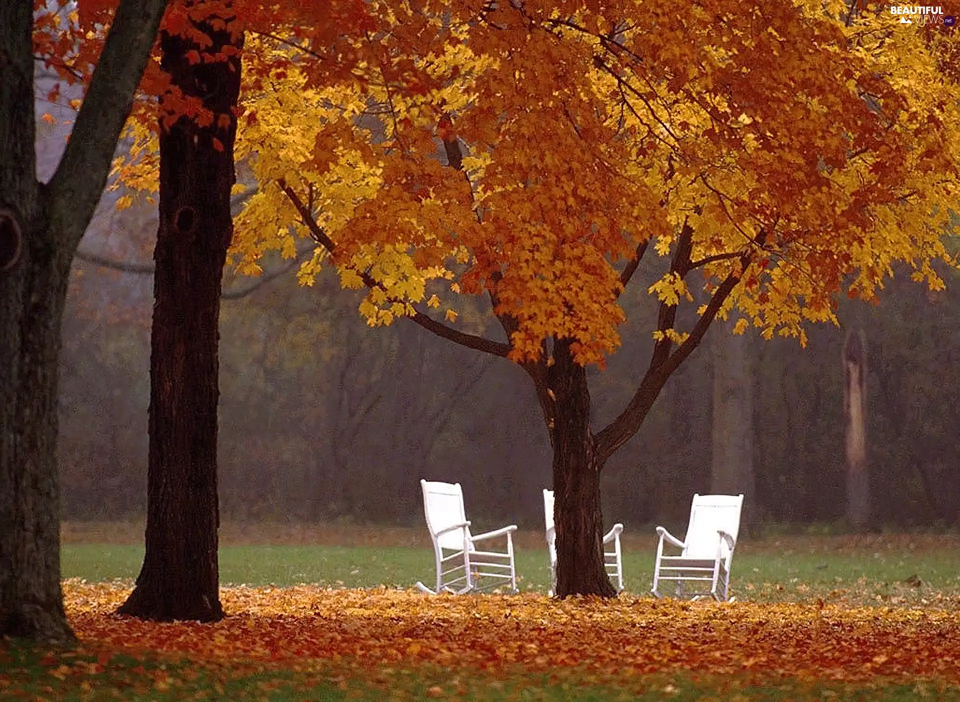 White, Stool, trees, viewes, autumn