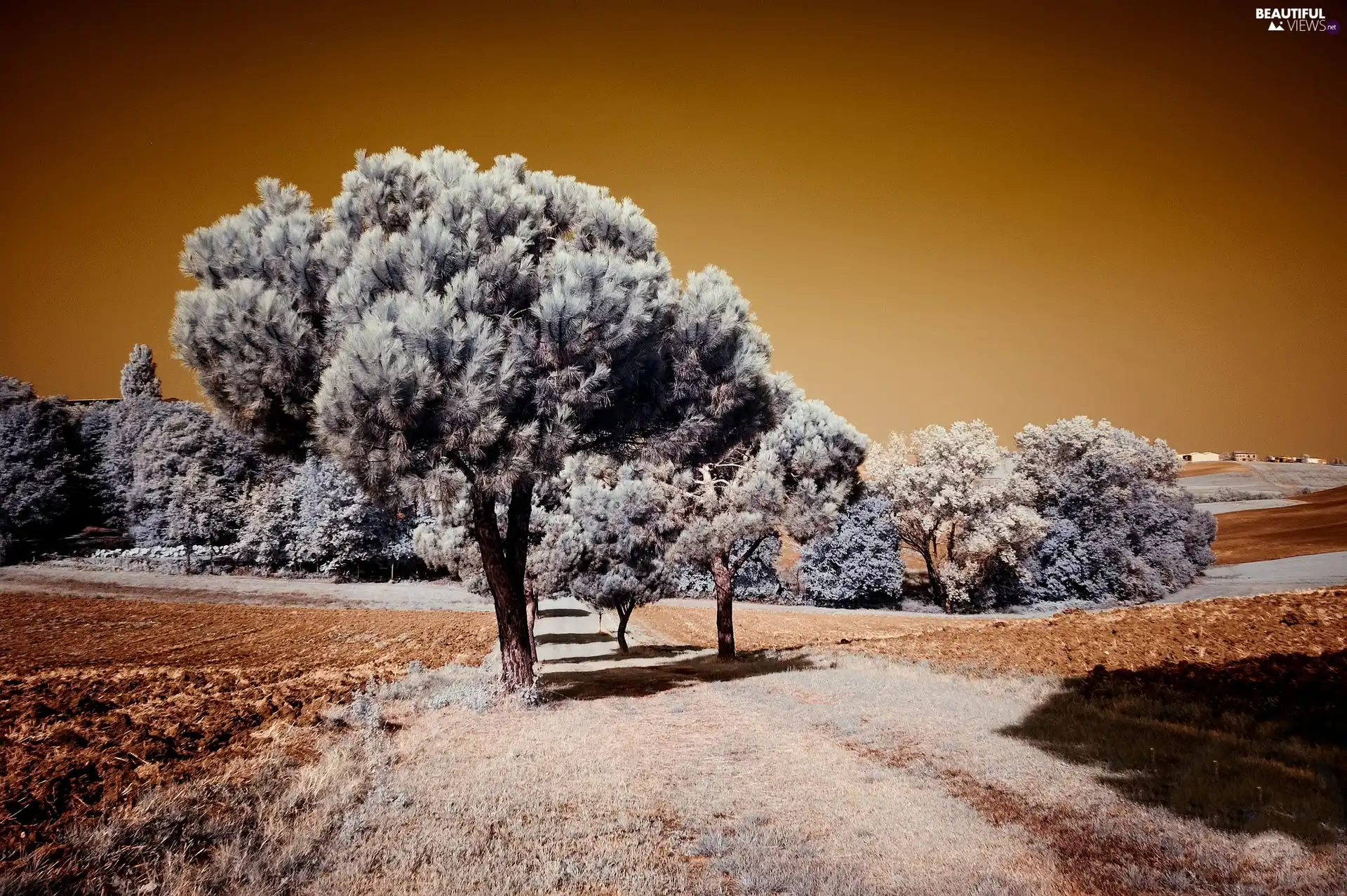 winter, first, White frost, field