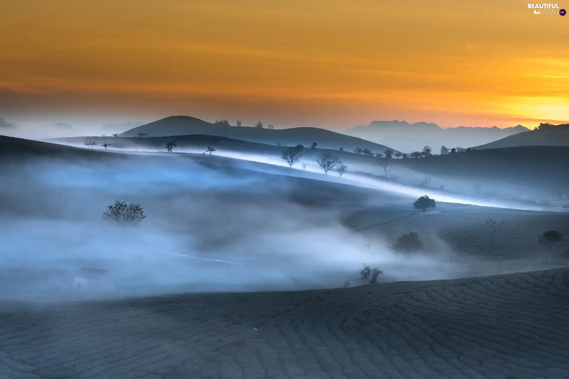 Fog, trees, Son La Province, tea, Wietnam, trees, cultivation, The Hills, dawn, Field, viewes, viewes, Sunrise