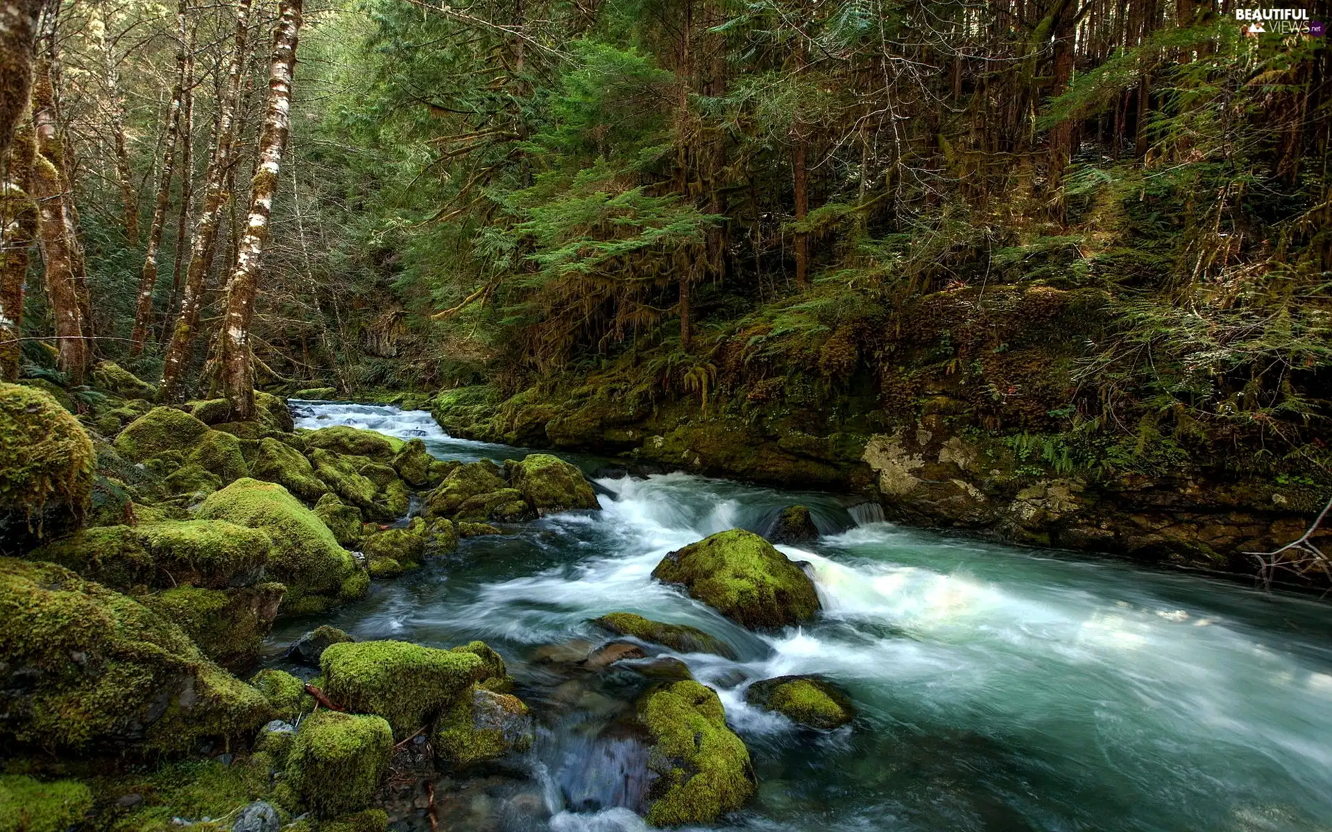 Stones, forest, Wild River