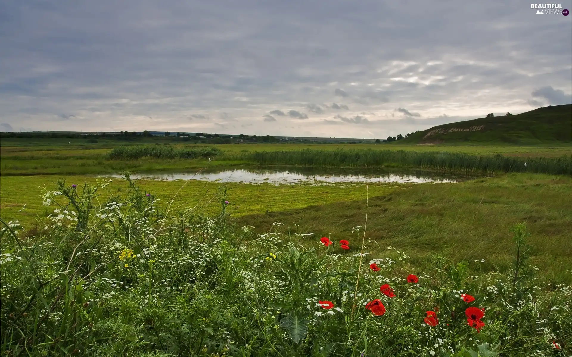 Wildflowers, Flowers, medows, field, brook