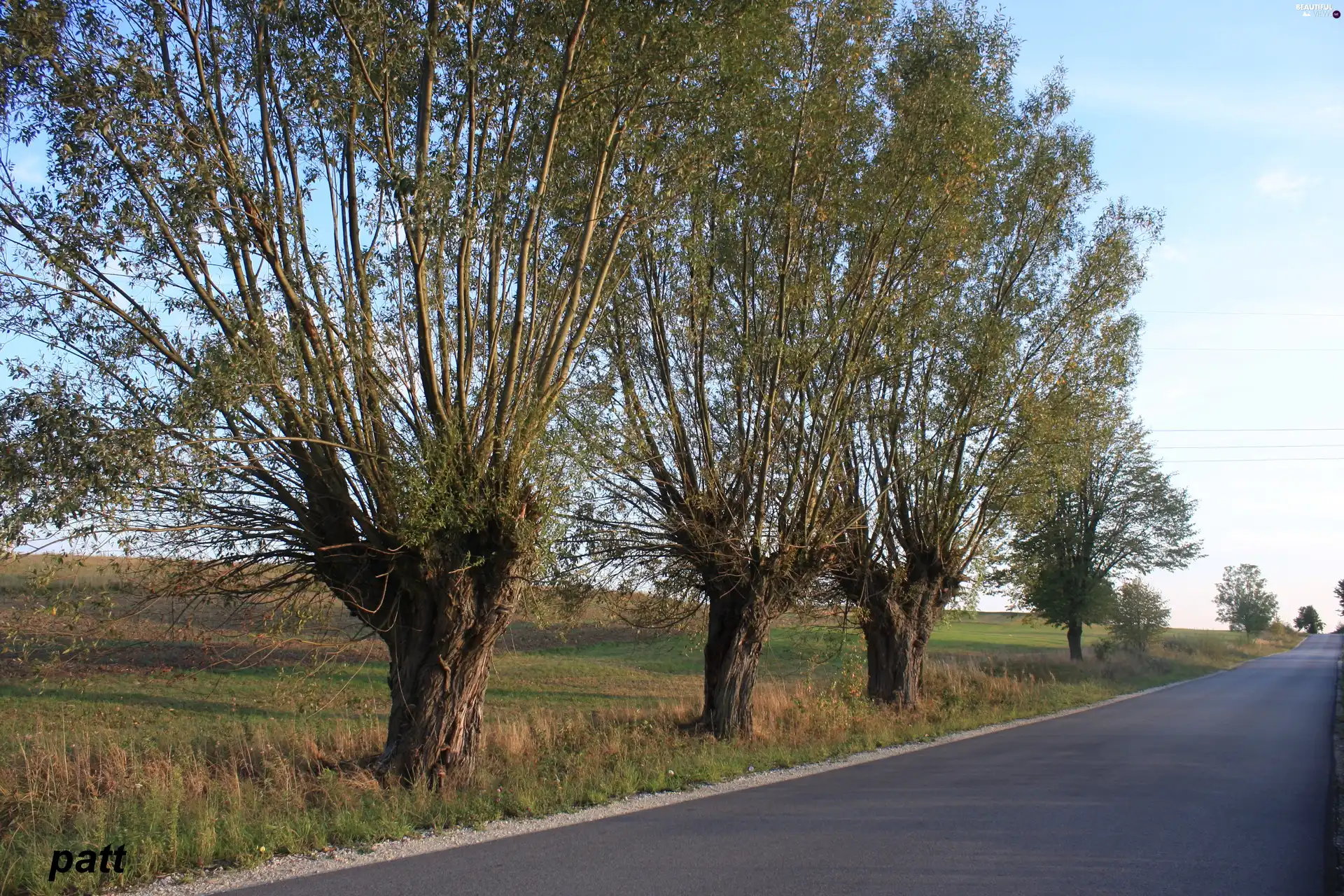 roadside, willow