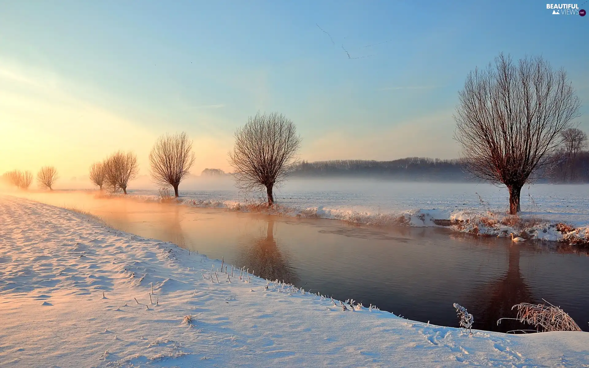 winter, rivers, willow, edges