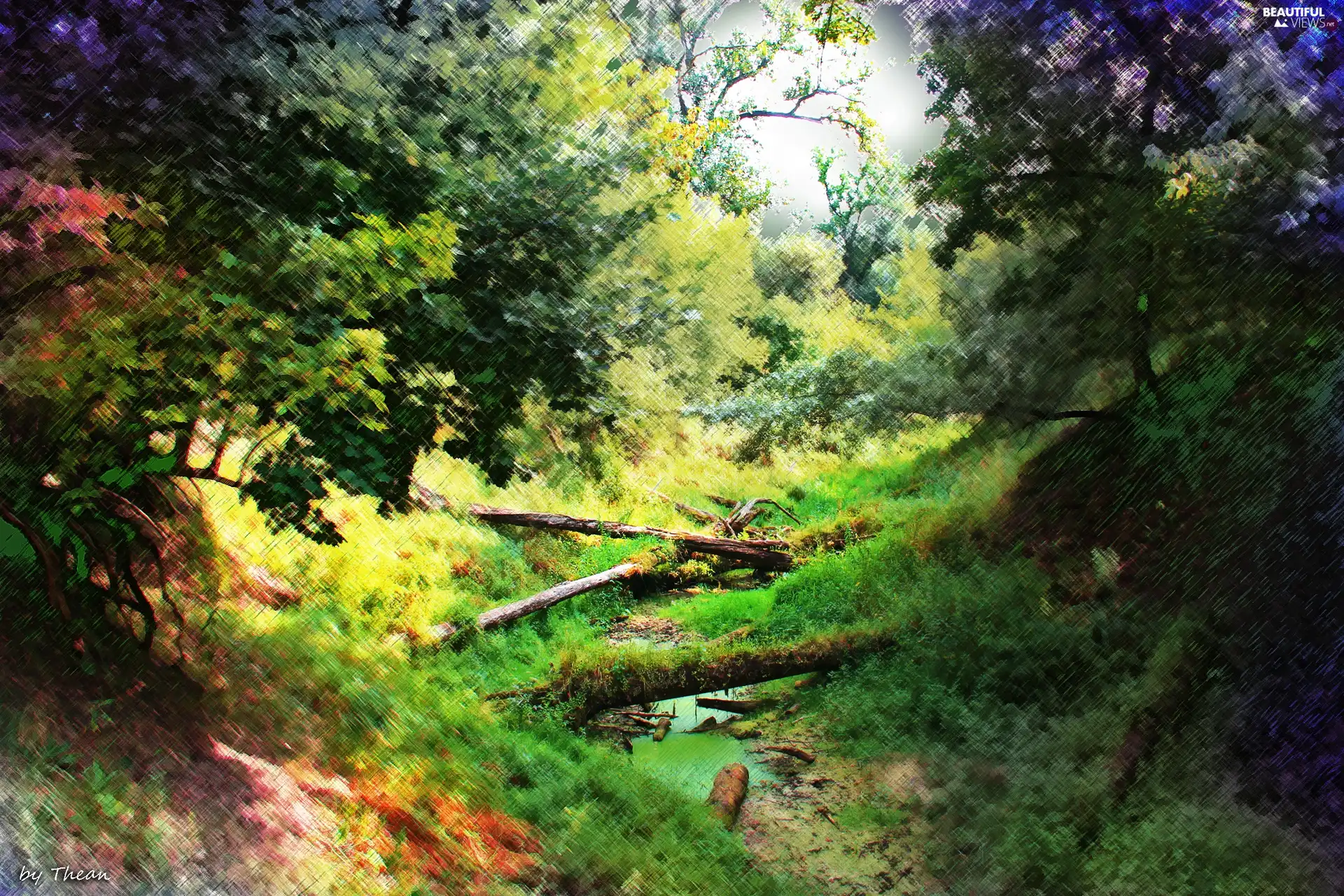 windfalls, forest, Valley