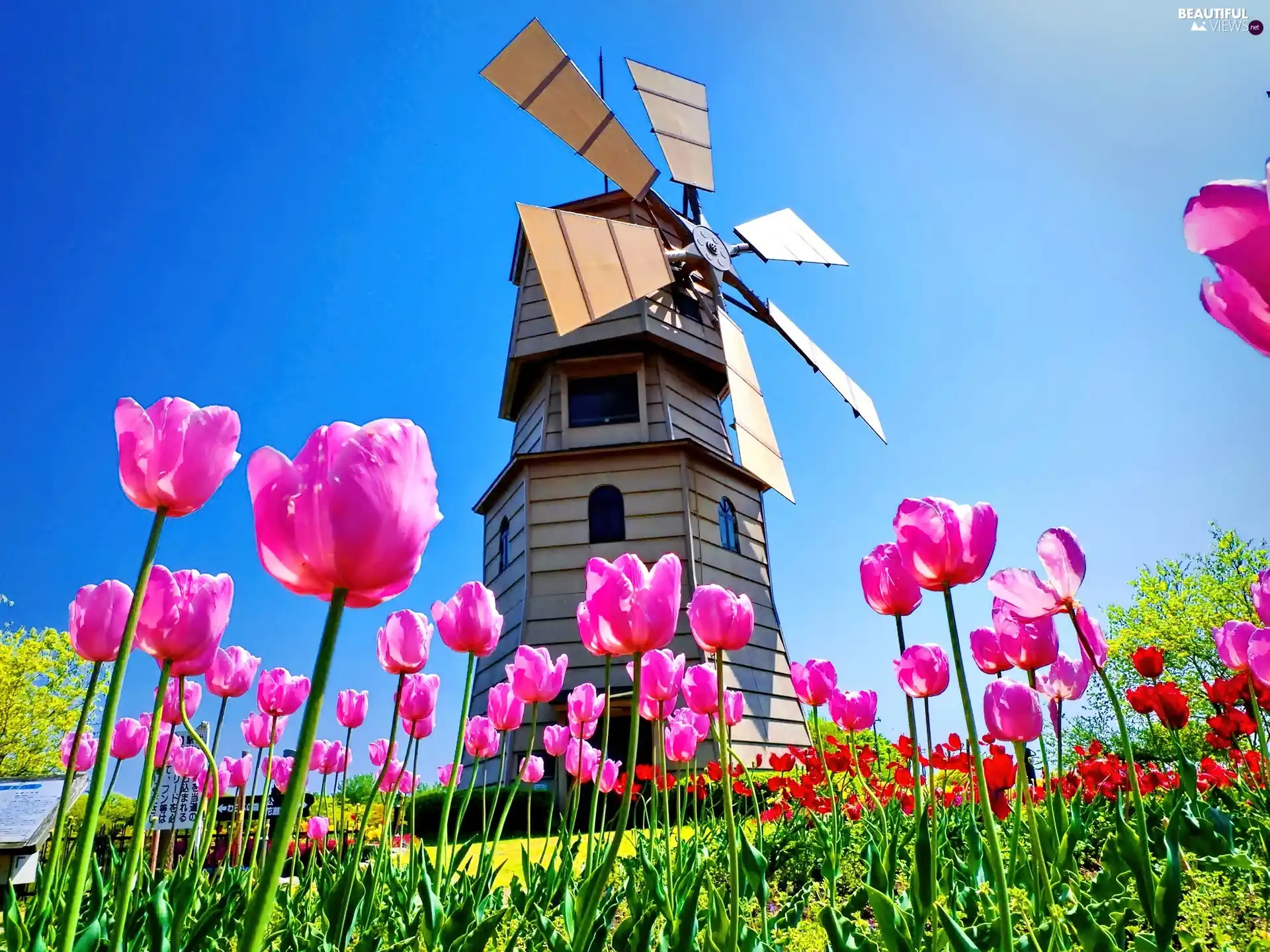 Meadow, Tulips, Windmill, Pink