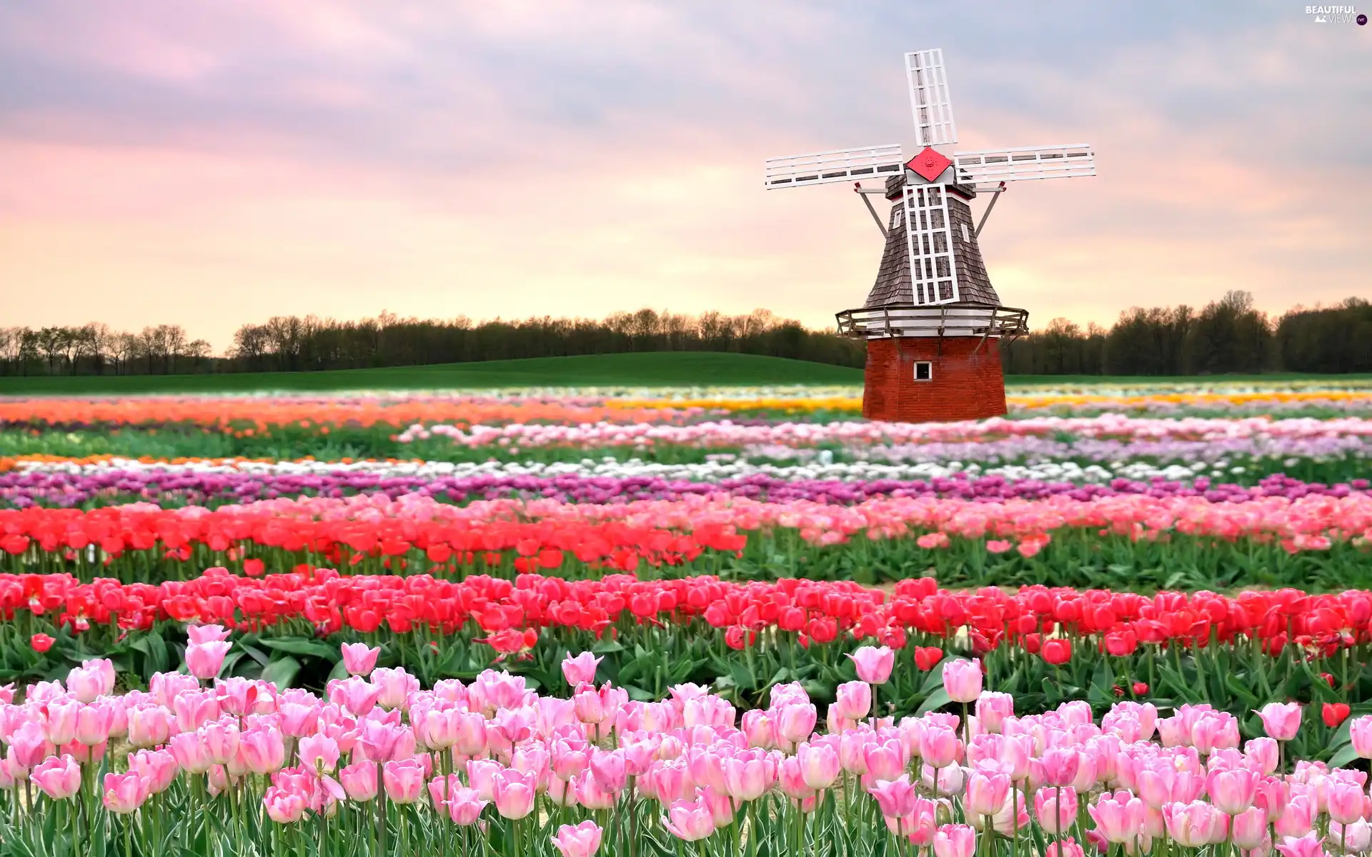 Windmill, Field, Tulips