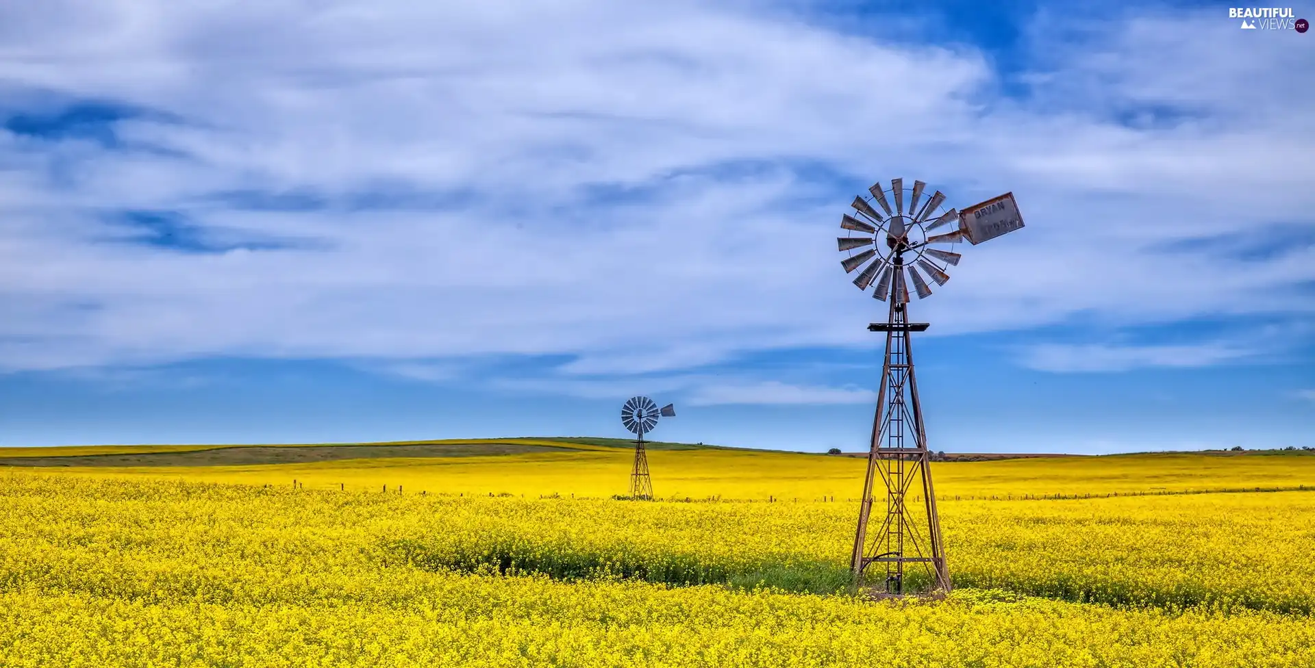 Windmills, field, rape