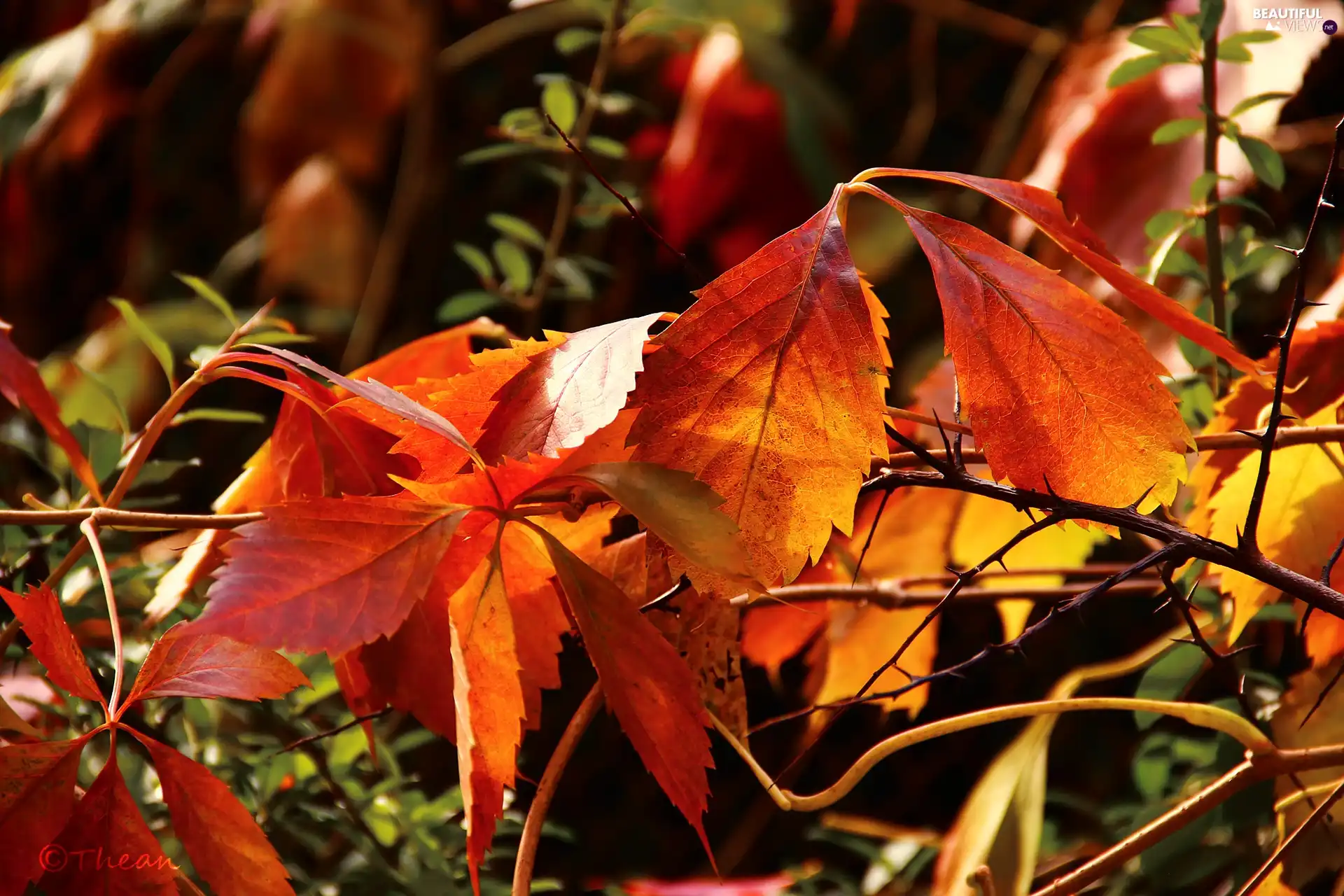 Wine, autumn, Leaf, wild, Red