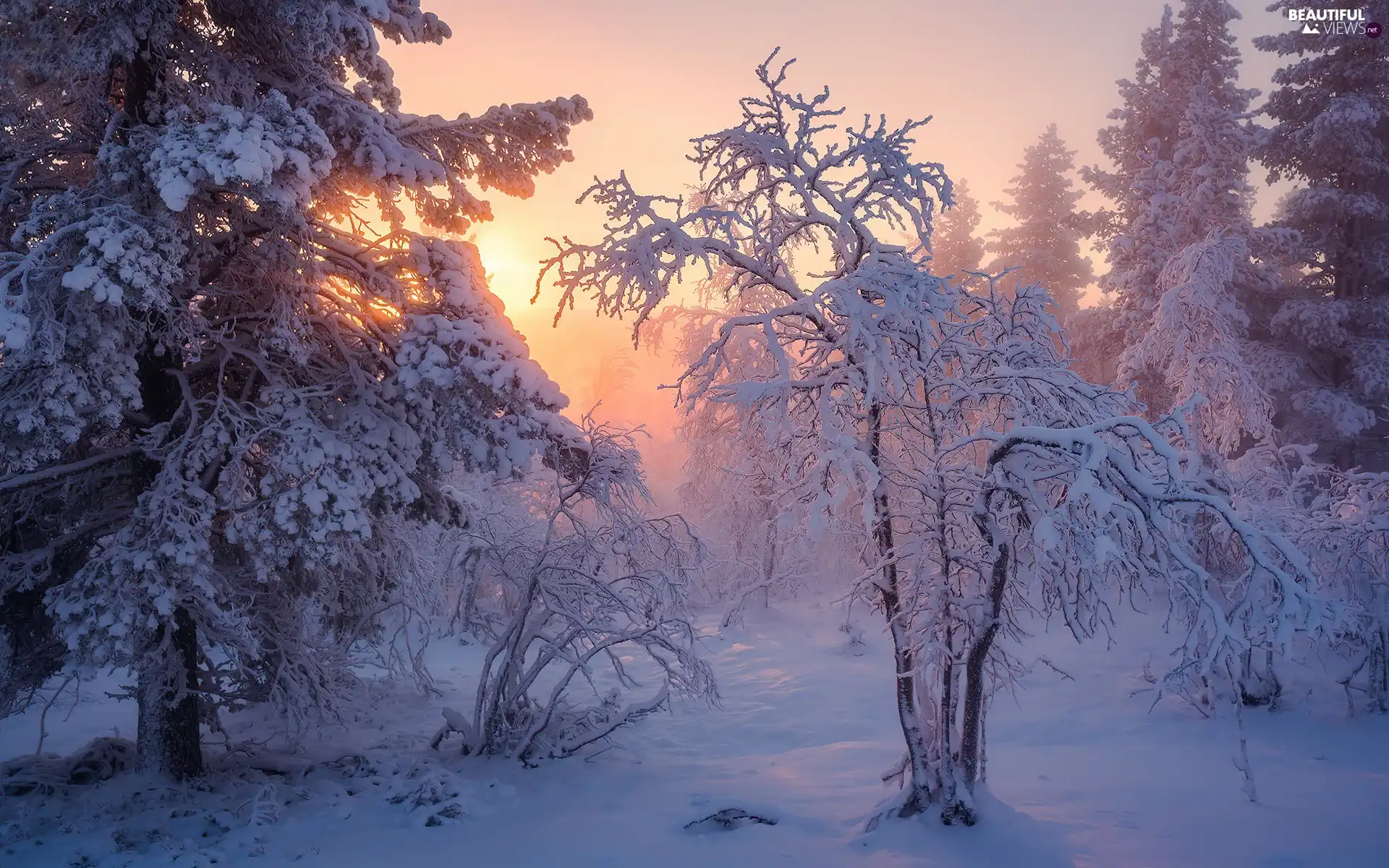 viewes, light breaking through sky, snow, trees, winter