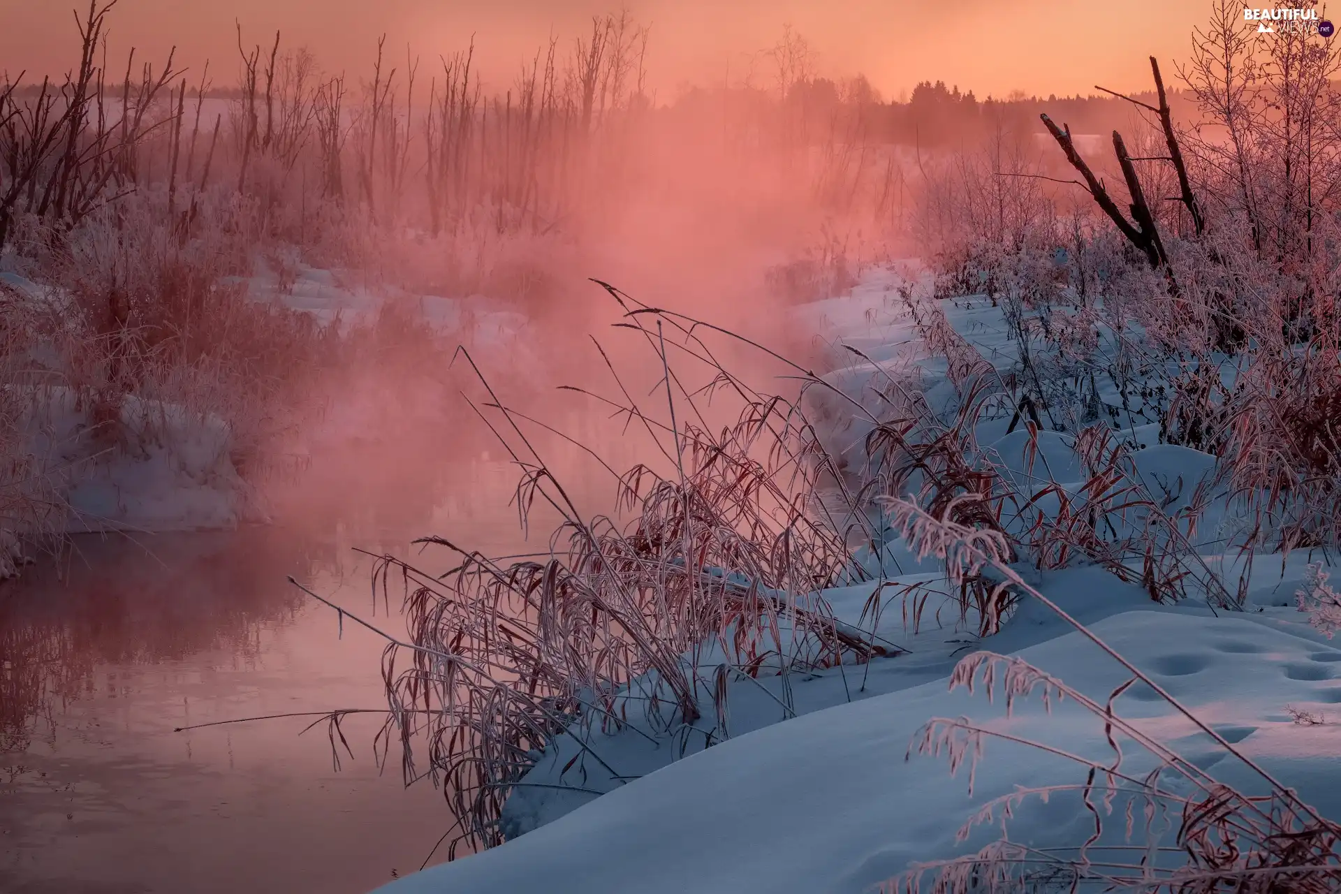 Fog, winter, Bush, grass, River