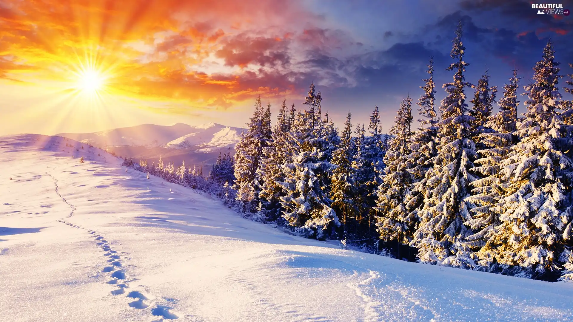 Christmas, sun, winter, snow