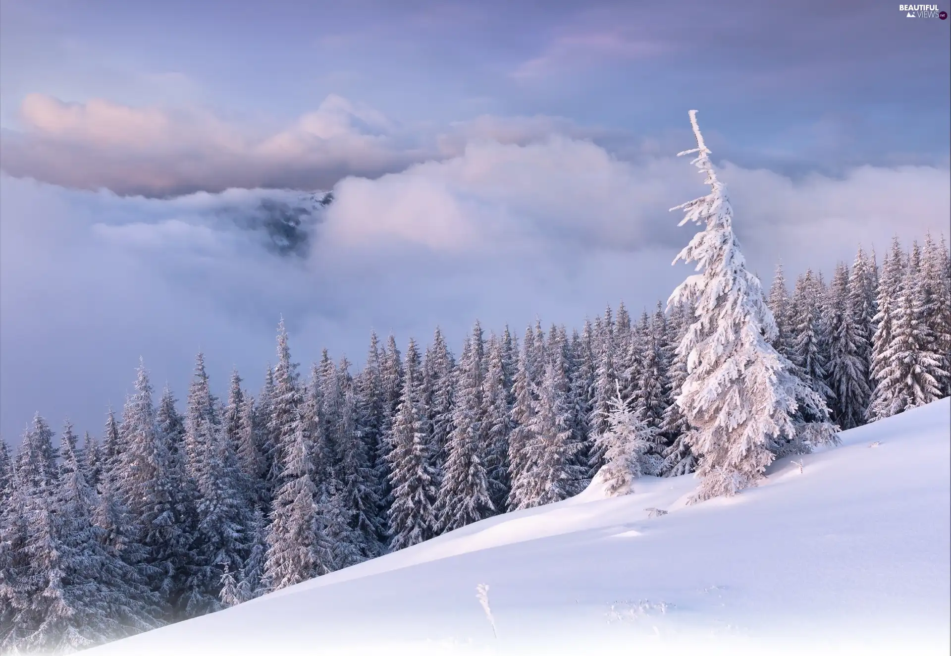 clouds, snow, winter, forest