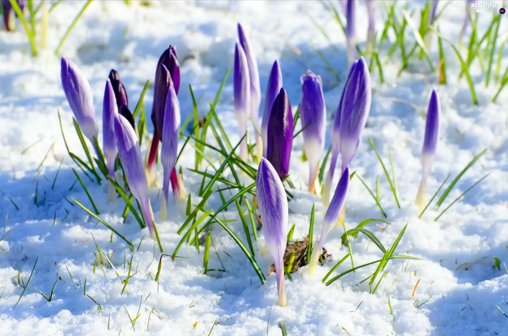 winter, purple, crocuses